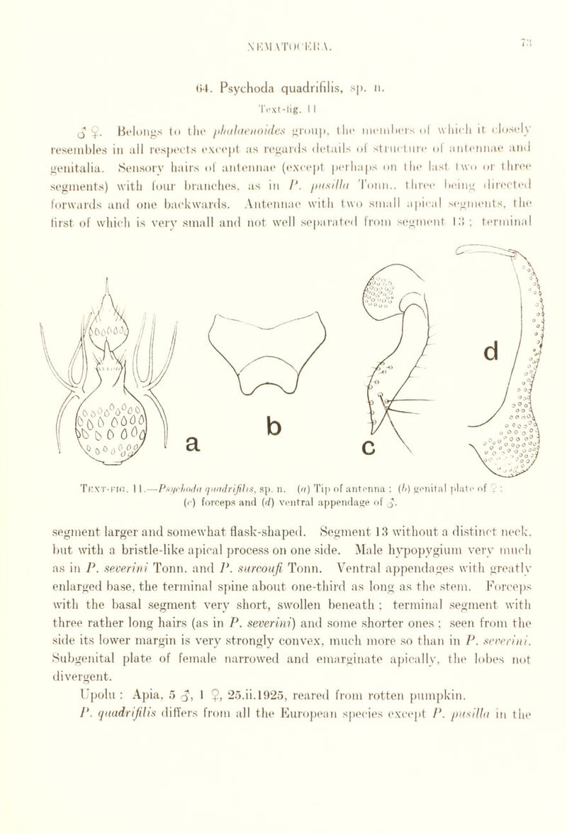 M',M VTOCICI.’ A. ()4. PsychocJa quadnfilis, sp. ii. ICxI -lig. I 1 Bflonj^s to tlu‘ phaliieKoides ji,i'oii|), tin* iihmiiIkms oI which it ch^scly I'esenibles in all rosjx'cts (*xc('|)t as regards details ol structure ol antennae and i^enitalia. Sensory hairs ol antennai* (except piuhaps on llu* last, two or thn'e segments) with lour hi'anehes. as in /h j)iisill(( Tonn.. three iMung diri'ctcd forwards and one backwards. Antennae with two small apiiad segiiuMits. the first ol’ which is very small and not well sepai'atiMl Irom seguKuit 1 :> ; terminal TexT-t'K!. 11.—P.^iirlindd q/tadrijilis, sp. a. (c) Tip of aiitonna : (//) gonital plate of . ; {(•) forceps and {d) vtnitral appendage of segment larger and somewhat flask-shaped. Segment 13 without a distinct neck. ])ut with a bristle-like apical process on one side. Male hypopygium very much as in P. seventii Tonn. and 1\ surcoufi, Tonn. Ventral appendages with greatly enlarged base, the terminal spine about one-third as long as the stem. Force])s with the basal segment very short, swollen beneath : terminal segment with three rather long hairs (as in P. severini) and some shorter ones ; seen from the side its lower margin is very strongly convex, much more so than in P. seven'ni. Subgenital plate of female narrowed and emarginate apically, the lobes not divergent. IJpolu : Apia, 5 d'? 1 25.ii.1925, reared from rotten pumpkin. P. (jiiadrifilis diffcT-s from all the Kuropean species exc’cpt P. pusilht in the