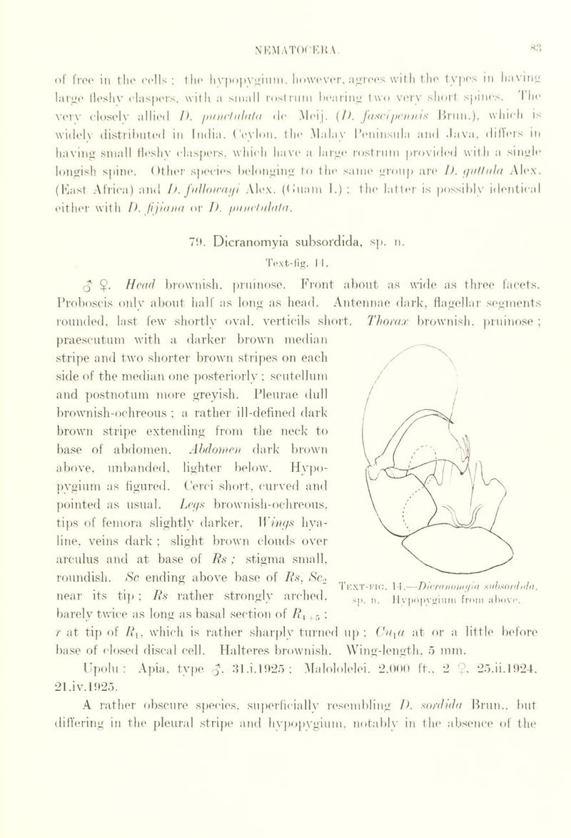 NKMATOf'KH A of lro(‘ in tin' (•ells; tin* livpopvuimn. Ik »\V(‘V(M’. \vil li tlio 1 v|i('s in linvini! lai'ut' llnsliv clasixM's. witli a small |•(lslI■|lnl haaiiim 1nv<» V(MV slioil sjiiims. 'I lie vt'i'v closi'lv alli('(l I). iiutKinhild (!(' Maij. (I). Jf^sciiictniis Utnn.), wliidi is widoK (listrilnitcil in India. ('(‘N’lon. IIik Maia\' l*(“ninsnla and -lava, dillms in liavinu small ilcsliv claspiMs. which have* a laiLsc I'ostnim |)ro\i(h*(J with a simile loneish sj)in(“. ()th(‘r sjK'cies ladomiimi' to tin' saiiK' Lironp an* I). tjiitliiht Alex, (haisl Africa) and IK juUox'dijt i\Ie.\. ((Iiiam I.): tla* latl<*r is possihlx' idi'iitieal ('ithei' with D. Jijmud or I), puiicldlahi. 7!t. Dicranomyia suhsordida, sj). n. 'I’t'-xt-lig. I 1. Q $. Head In'ownish. pinmoso. Front afioiit as wide as three facets. Frof)oseis oidy abont half as lony as head. Antennae dark, fiauellar seuineiits rounded, last few slioilly oval, verticils slioi't. Thora.r brownisli. prninose ; })raeseutiiin v'ith a. darkei' bi'own median stripe and two shorter lu’own stripes on each side of the median one po.steriorly ; scutellum and postnotiini more yreyidi. Fleurae dull ))rownisli-ochreous ; a rather ill-defined dark brown strijie extending from tlie neck to base of alxlomen. A})doaiPii dark l)rown above, unbanded, lighter l)elow. Hy])o- ])ygium as figured. (Vi'ci sliort, (airved and ])ointed as usual. Ln/s bimwiiish-ochreous. tips of femora slightly darker. IFdg/.s hya¬ line. veins dark ; sliglit brown clouds ovei' arculus and at base of Bs ; stigma small, roundisli. Ac ending above base of /bs*. Ac., Ti:xt-kI(;. \ \.~ r)H‘r(nH>iinii<t s)ihAor(lnl<K near its ti]) : ^^s• rather strongly arched. „ llviM.|.vgi„,n fn,.,! al.cv,>. barely twice as long as basal section of Ah ; 5 ; r at tip of R\, which is rather sharplv turned up; (bpu at or a little before base of <'losed discal cell. Halteres bi-ownish. Wing-length, o mm. Ujiolu : Apia. ty[)e A- •ll-i.l92r); .Afaloloh'lei. 2.00(1 ft.. 2 9- -o.ii. 1024. 21 .iv.l02r). .4 I’athcT’ obscure s])eci('s. superlii'iallv I'l'si'inbliug J>. sordida Hrun.. but diflering in the jileural stripi* and hypop\’giuni. notalily in lie* absenci* of the