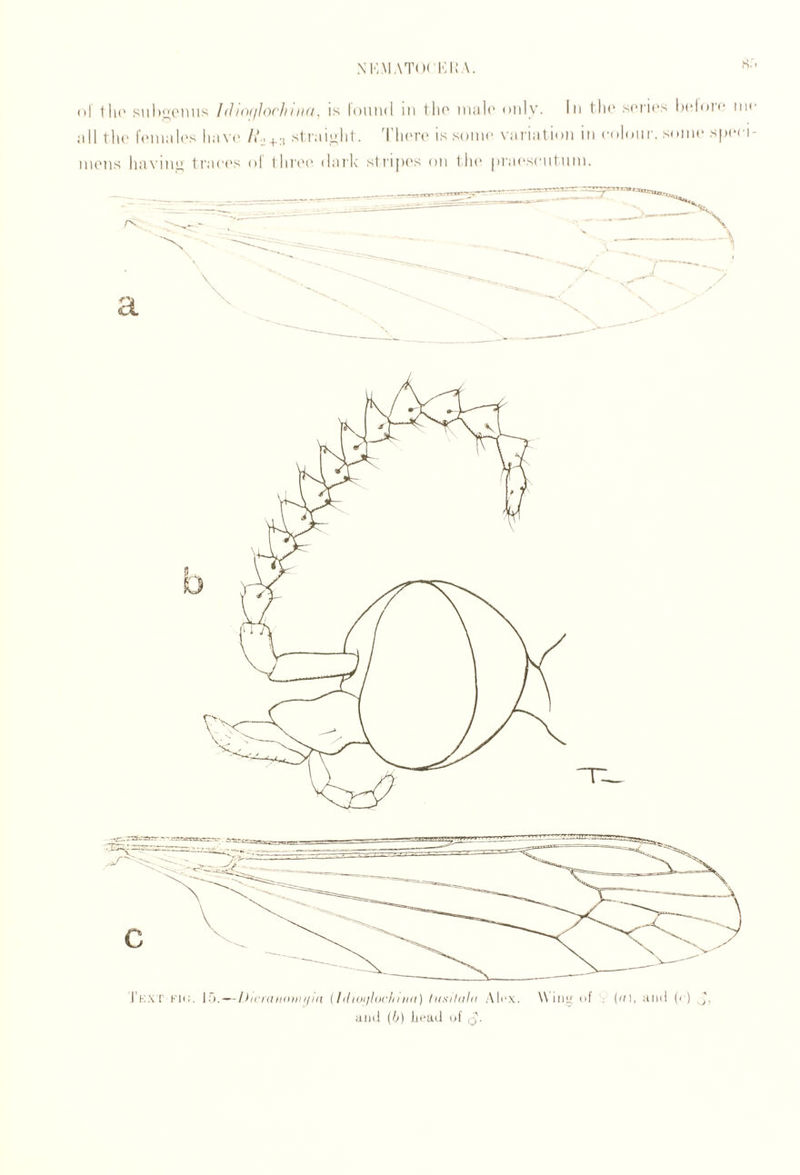.\K;M,\T( k KI: A. s.* ol tii(' siil)i;('nus I (I to(iloc/n iKi, is loiind in tli(' iiiiilc only. In tlm scries bclotc nn' nil 1 Ih' f(nnnl('s linvi' /.b+:i slraiclil. TIkm'!' is some vnrintion in colour. s<nnc s|)(*ci- nuMis hiiN'inu truces ol tlirc'c' dark slri|)('s on iJn* prai'sciil inn.