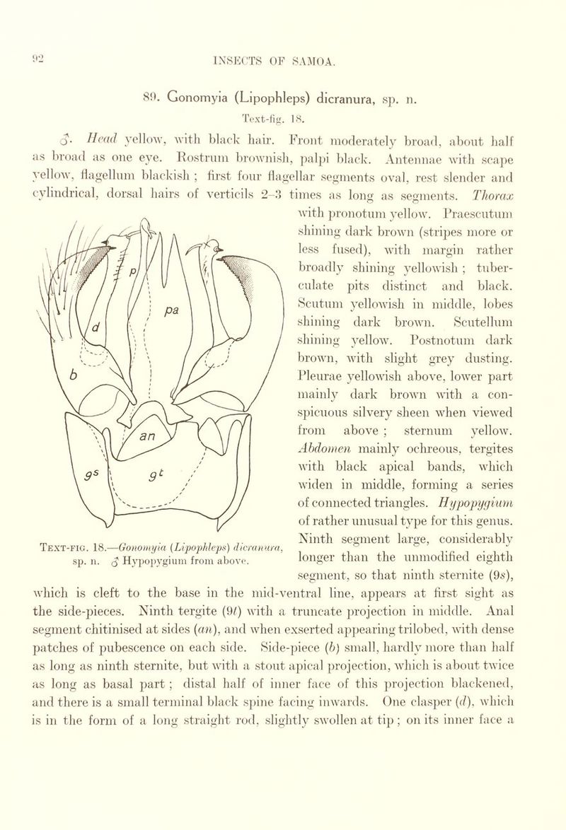 Si). Gonomyia (Lipophleps) dicranura, sp. n. Text-fijf. IS. Q. Ilcdd yelknv', witli black liair. Front nioderately broad, about lialf as broad as one eye. Kostruni brownisli, ])alpi ])lack. Antennae with scape yellow, Hagellnm blackish ; fii'st four flagellar segments oval, rest slender and cylindrical, dorsal hairs of verticils 2-.3 times as lonij; as segments. Thorax with jjronotiim yellow. Praesciitmn shining dark brown (stripes more or less fused), with margin rather broadly shining yellowish ; tuber- culate pits distinct and black. Scutum yellowisli in middle, lobes shining dark brown. Scutellum shining yellow. Postnotum dark brown, with slight grey dusting. Pleurae yellowish above, lower part mainly dark brown with a con¬ spicuous silvery sheen when viewed from above ; sternum yellow. Abdomen mainly ochreous, tergites with black apical bands, which widen in middle, forming a series of connected triangles. Hypopygium of rather unusual type for this genus. Ninth segment large, considerably longer than the unmodified eighth segment, so that ninth sternite (9s), which is cleft to the base in the mid-ventral line, appears at first sight as the side-pieces. Ninth tergite (9/) with a truncate projection in middle. Anal segment chitinised at sides {an), and when exserted appearing trilobed, with dense patches of pubescence on each side. Side-piece {b} small, hardly more than half as long as ninth sternite, but with a stout apical ])rojection, which is about twice as long as basal part ; distal half of inner face of this projection blackened, and there is a small terminal black s]>ine facing inwards. One clas])er (d), which is in the form of a long straight rod, slightly swollen at tip ; on its inner face a Text-fig. 18.—Gonomyia {Lipophleps) (licnniura, sp. n. Hypo])ygiinn from abov(\