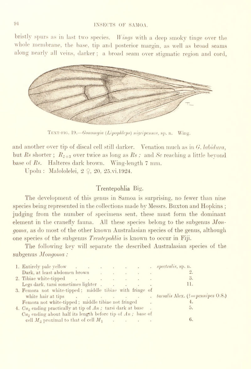 ‘J1 ly .s])ur.s as in last two s])ccies. II uh/.s with a (icep smoky tinge over tlie whole nienihrane. the ])ase. tij) and 2)osterior margin, as well as broad seams along nearly all veins, darker ; a broad seam over stigmatic region and cord, Text-fig. ID.—Goiio)in/ia {Lipophlrps) in(/ripei(ius, sj). n. Wing. and another over tip of discal cell still darker. Venation much as in (i. hihidura, but Rs shorter ; R2+2 over twice as long as Rs : and >S'c reaching a little bevond base of Rs. Halteres dark brown. AVing-length 7 mm. U])ohi : Maloiolelei, 2 20, 25.vi.1924. Trentepohha Big. The development of this genus in Samoa is sur2)rising, no fewer than nine species being represented in the collections made by Messrs. Buxton and Ho2)kins ; judging from the number of S2)eciniens sent, these must form the dominant element in the cranefly fauna. All these species belong to the subgenus Mon- goma, as do most of the other known Australasian S2)ecies of the genus, although one s])ecies of the subgenus Trentepolilia is known to occur in Fiji. The following key will separate the described Australasian species of the subgenus Mongonm: 1. Entirely ])ale yellow ....... Dark, at least abdomen brown ..... 2. Tibiae wliite-tipjjed ....... Legs dark, tarsi sometimes lighter ..... 3. Femora not white-tiijped; middle tibia(' with fringe of white hair at tijis ....... Femora not white-tpij^ed ; middle tibiae not fringetl 4. Cu-2, ending practically at tip of An ; tarsi dark at liase Cuo ending about half its length before tij) of An ; base of cell 4/3 ])roximal to that of cell Mi .... spcctrali.'^, sp. n. 2. 3. 11. Inrsalis Alex. O.S.) 4. 5.