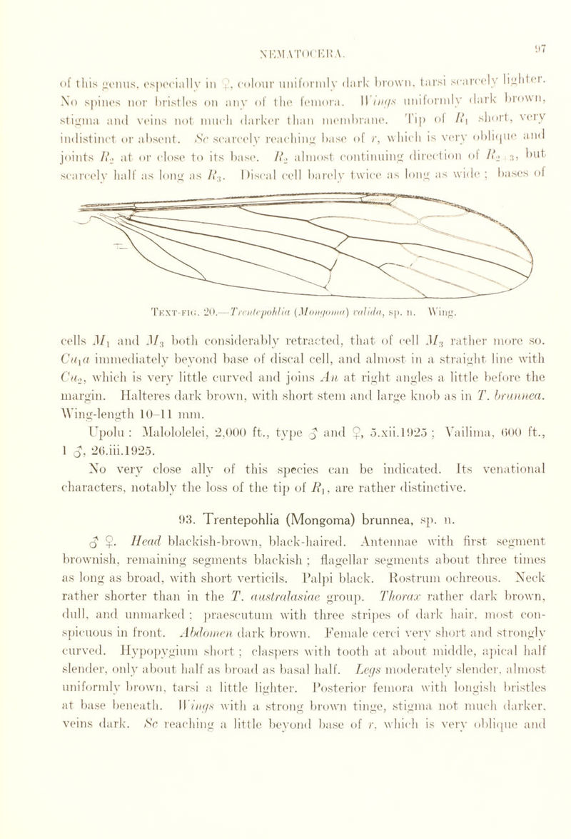 NHM ATOCKItA. ‘)7 (»f this iiviuis. i's[)('ciallV iii 9' C'tloiii’ uiiiloi'iiilv dai’lc hi'owii. tarsi scarci'ly liyliliM. Xo sjiiiu's nor hristlos on aiiv of foniora. 11 o/i/.s umlorinly dark hrowii, stiyma and vi'iiis not nnicli daiki'r than incnihrano. d'i|) ol Ah short, vciy indistinct oi’ ahsinit. aSc scarci'ly |•('a(■hiny haso of r, whicli is very ol)li(|n(* and joints l\., at or close to its base'. Ab almost continuing direction ol At. but scai'celv half as lony as At;. I)iscal cell bari'ly twice as lony as wide ; bases ol cells d/i and J/;, both (‘onsideralily fetracted, that of cell J/,-5 rathef more so. Ca^a immediately beyond base of (fiscal cell, and almost in a straight line with wliich is very little curved and joins An at riyht anyles a little before the marn'in. Halteres dark Itrown, with short stem and larye knob as in T. brniutea. AViny-lenu'tli 10-11 mm. •T' ” Upolu : iMalololelei, 2,000 ft., ty])e 9 and 9, 5.xii.l025; Vailima, 000 ft., 1 A, •26.iii.1925. Xo very close ally of this species can be indicated. Its venational characters, notably the loss of the tip of , are rather distinctive. 93. Trentepohha (Mongoma) brunnea, sp. n. o 9- Head blackisli-brown, black-haired. Antennae with fir.st segment brownish, remaining segments blackish ; flagellar segments about three times as long as broad, with short verticils. Pal])! lilack. Rostrum ochreous. Xeck rather shorter than in the T. austraJasiae group. Thorax I'ather dark brown, dull, and nnmarked : jiraescutuin with three stripes of dark hair, most con¬ spicuous in front. Abdomen dark brown. Female cerci very short and strongly curved. Hypojiygiuin short ; clas])ers with tooth at about middle, ajiical half slender, only about half as liroad as basal half. Le(/s moderately slendei’. almo.st uniformly brown, tai'si a little lighter. Ro.steiloi’ femora with longish bristles at base beneath. Ildhyv with a strong brown tinge, stigma not much darker, veins dark. Sc leacdiing a little beyond base of r. which is very obli(pie and