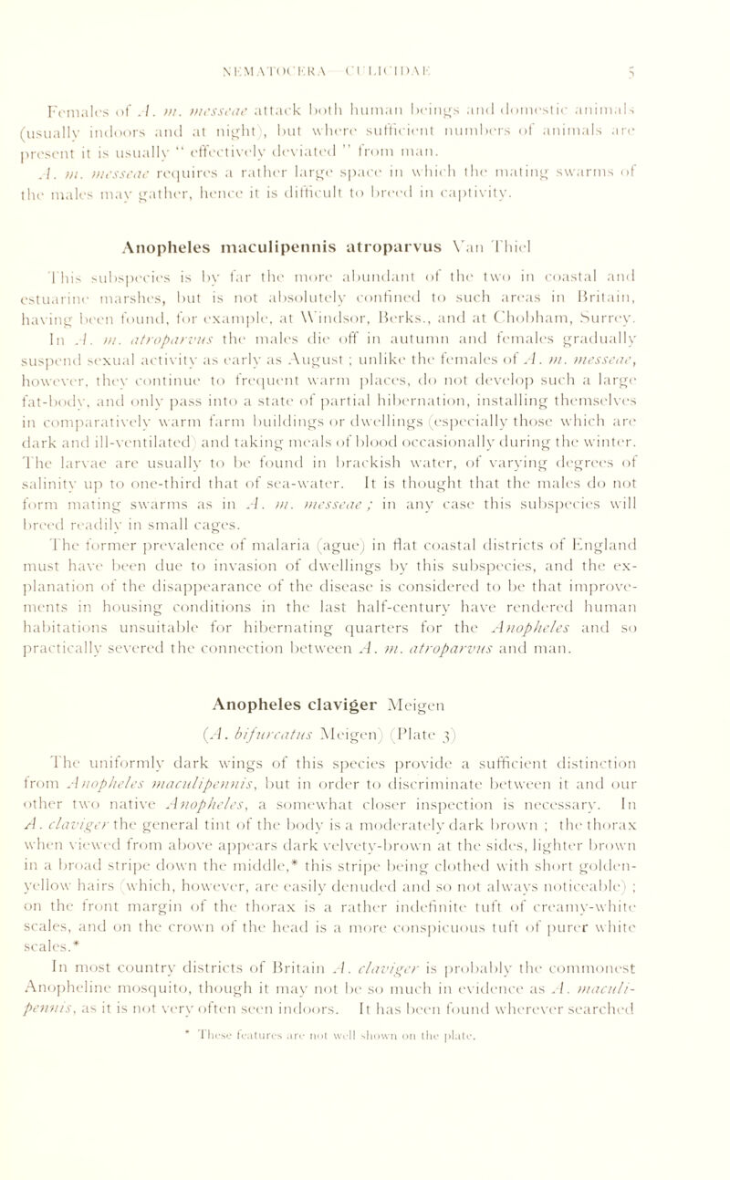 Females of ./. >n. messeae attack both human beings and domestic animals (usually indoors and at night , but where sufficient numbers of animals are present it is usually “ effectively deviated ” from man. .1. m. messeae requires a rather large space in which the mating swarms of the males may gather, hence it is difficult to breed in captivity. Anopheles maculipennis atroparvus Van Thiel This subspecies is bv far the more abundant of the two in coastal and estuarine marshes, but is not absolutely confined to such areas in Britain, having been found, for example, at Windsor, Berks., and at Chobham, Surrey. In >n. atroparvus the males die off in autumn and females gradually suspend sexual activitv as earlv as August ; unlike the females of A. m. messeae, however, thev continue to frequent warm places, do not develop such a large fat-bodv, and only pass into a state of partial hibernation, installing themselves in comparatively warm farm buildings or dwellings (especially those which are dark and ill-ventilated and taking meals of blood occasionally during the winter. The larvae are usually to be found in brackish water, of varying degrees of salinitv up to one-third that of sea-water. It is thought that the males do not form mating swarms as in A. >u. messeae; in any case this subspecies will breed readily in small cages. The former prevalence of malaria (ague; in flat coastal districts of England must have been due to invasion of dwellings by this subspecies, and the ex- planation of the disappearance of the disease is considered to be that improve- ments in housing conditions in the last half-century have rendered human habitations unsuitable for hibernating quarters for the Anopheles and so practically severed the connection between A. m. atroparvus and man. Anopheles claviger Meigen (A. bifurcatus Meigen) Plate 3) d he uniformly dark wings of this species provide a sufficient distinction from Anopheles maculipennis, but in order to discriminate between it and our other two native Anopheles, a somewhat closer inspection is necessary. In A. claviger the general tint of the body is a moderately dark brown ; the thorax when viewed from above appears dark velvety-brown at the sides, lighter brown in a broad stripe down the middle,* this stripe being clothed with short golden- yellow h airs which, however, are easily denuded and so not always noticeable) ; on the front margin of the thorax is a rather indefinite tuft of creamy-white scales, and on the crown of the head is a more conspicuous tuft of purer white scales.* In most country districts of Britain A. claviger is probably the commonest Anopheline mosquito, though it may not be so much in evidence as A. maculi- pennis, as it is not very often seen indoors. It has been found wherever searched * These features are not well shown on (lie plate.