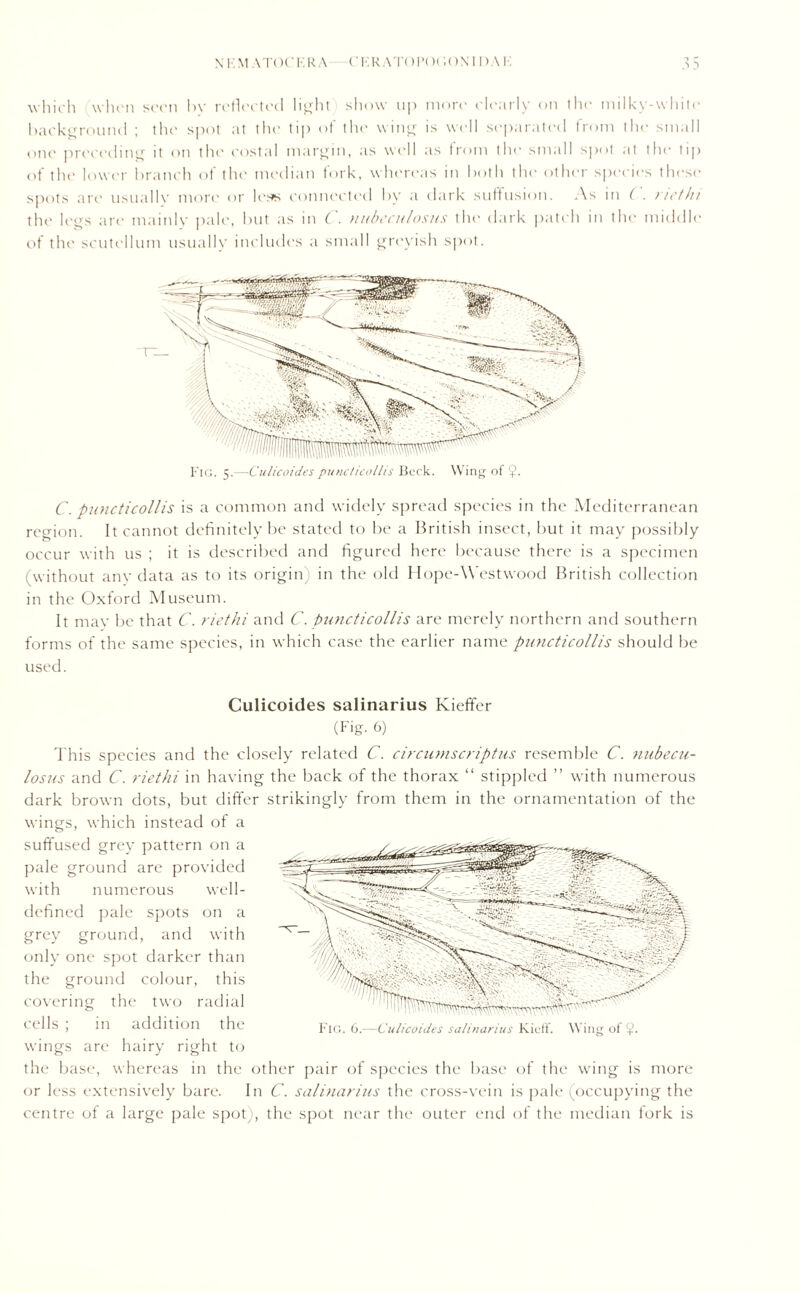 which when seen by reflected light show up more clearly on the milky-white* background ; the spot at the tip of the wing is well separated from the small one preceding it on tin* costal margin, as well as from the small spot at the lip of the lower branch of the median fork, whereas in both the other species these spots are usually more or leas connected by a dark suffusion. As in ( . net hi the legs are mainly pale, but as in C. nubeculosus the dark patch in the middle of the scutellum usually includes a small greyish spot. Fig. 5.—Culicoidespuncticollis Beck. Wing of ?. C. puncticollis is a common and widely spread species in the Mediterranean region. It cannot definitely be stated to be a British insect, but it may possibly occur with us ; it is described and figured here because there is a specimen (without any data as to its origin) in the old Hope-Westwood British collection in the Oxford Museum. It may be that C. riethi and C. puncticollis are merely northern and southern forms of the same species, in which case the earlier name puncticollis should be used. Culicoides salinarius Kieffer (Fig. 6) This species and the closely related C. circumscriptus resemble C. nubecu- losus and C. riethi in having the back of the thorax “ stippled ” with numerous dark brown dots, but differ strikingly from them in the ornamentation of the wings, which instead of a suffused grey pattern on a pale ground are provided with numerous well- defined pale spots on a grey ground, and with only one spot darker than the ground colour, this covering the two radial cells ; in addition the wings are hairy right to the base, whereas in the other pair of species the base of the wing is more or less extensively bare. In C. salinarius the cross-vein is pale (occupying the centre of a large pale spot), the spot near the outer end of the median fork is Fig. (3.—Culicoides salinarius Kieff. W ing of $.