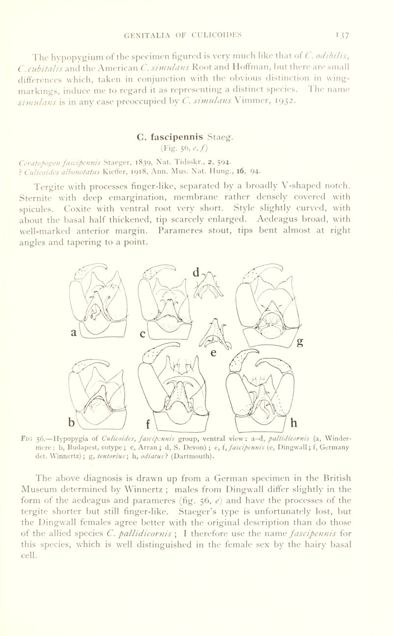 '['he hypopvgium of the specimen figured is very much like that of ( . odibi/is, C. cubital is and the American C. si mu ltins Root and 11 off man, hut t here are small differences which, taken in conjunction with the obvious distinction in wing- markings, induce me to regard it as representing a distinct species. The name si Minions is in any case preoccupied by ( . s millions \ immer, i(J32- C. fascipennis Staeg. (Fig. 56, e,f) Ceratopogon fascipennis Staeger, 1839, Nat. lidsskr., 2, 594. ? Culicoides albonotatus Kieffcr, 1918, Ann. Mus. Nat. Hung., 16, 94. Tergite with processes finger-like, separated by a broadly V-shaped notch. Sternite with deep emargination, membrane rather densely covered with spicules. Coxite with ventral root very short. Style slightly curved, with about the basal half thickened, tip scarcely enlarged. Aedeagus broad, with well-marked anterior margin. Parameres stout, tips bent almost at right angles and tapering to a point. Fig 56.—Hypopygia of Culicoides, fascipennis group, ventral view: a-d, pallidicornis (a, Winder- mere ; b, Budapest, cotype ; c, Arran ; d, S. Devon) ; e, f,fascipennis (e, Dingwall; f, Germany det. Winnertz); g, tentorius; h, odiatusl (Dartmouth). The above diagnosis is drawn up from a German specimen in the British Museum determined by Winnertz ; males from Dingwall differ slightly in the form of the aedeagus and parameres (fig. 56, e) and have the processes of the tergite shorter but still finger-like. Staeger’s type is unfortunately lost, but the Dingwall females agree better with the original description than do those of the allied species C. pallidicornis ; 1 therefore use the name fascipennis for this species, which is well distinguished in the female sex by the hairy basal