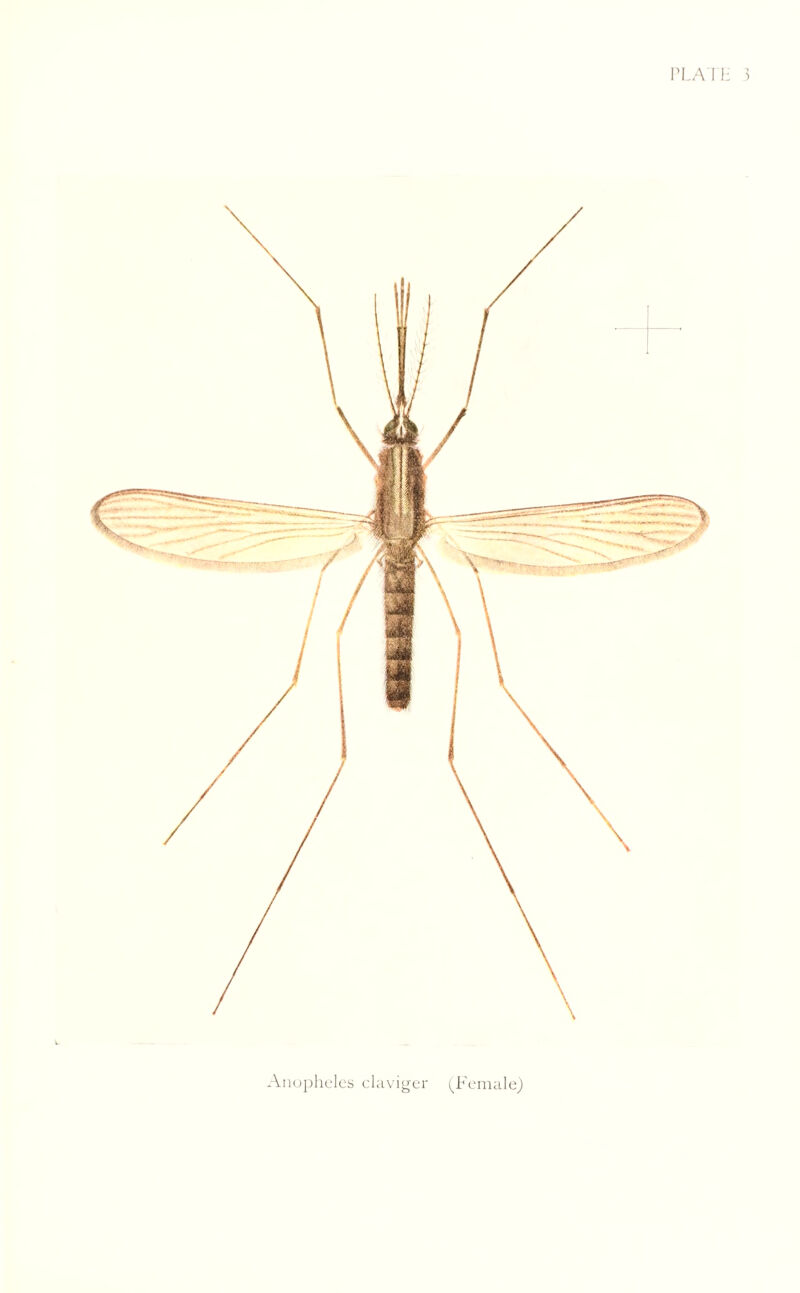 Anopheles claviger (Female)