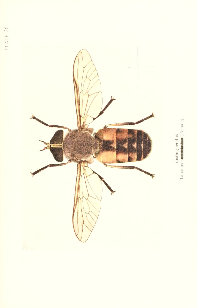 f. distinguendus gfeMJifa Female)