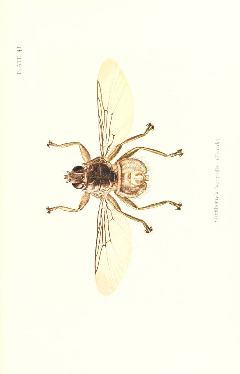 Ornithomyia la^opodis (Female)