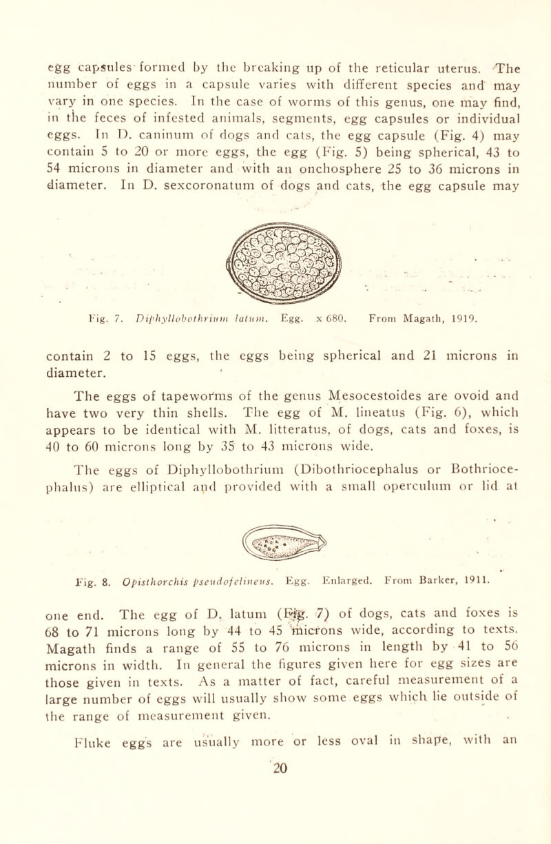 egg capsules formed by the breaking up of the reticular uterus. The number of eggs in a capsule varies with different species and may vary in one species. In the case of worms of this genus, one may find, in the feces of infested animals, segments, egg capsules or individual eggs. In D. caninum of dogs and cats, the egg capsule (Fig. 4) may contain 5 to 20 or more eggs, the egg (Fig. 5) being spherical, 43 to 54 microns in diameter and with an onchosphere 25 to 36 microns in diameter. In D. sexcoronatum of dogs and cats, the egg capsule may contain 2 to 15 eggs, the eggs being spherical and 21 microns in diameter. The eggs of tapeworms of the genus Mesocestoides are ovoid and have two very thin shells. The egg of M. lineatus (Fig. 6), which appears to be identical with M. litteratus, of dogs, cats and foxes, is 40 to 60 microns long by 35 to 43 microns wide. The eggs of Diphyllobothrium (Dibothriocephalus or Bothrioce- phalus) are elliptical and provided with a small operculum or lid at Fig. 8. Opisthorchis pseudofelineus. Egg. Enlarged. From Barker, 1911. one end. The egg of D. latum (Kg. 7) of dogs, cats and foxes is 68 to 71 microns long by 44 to 45 microns wide, according to texts. Magatli finds a range of 55 to 76 microns in length by 41 to 56 microns in width. In general the figures given here for egg sizes are those given in texts. As a matter of fact, careful measurement of a large number of eggs will usually show some eggs which lie outside of the range of measurement given. Fluke eggs are usually more or less oval in shape, with an