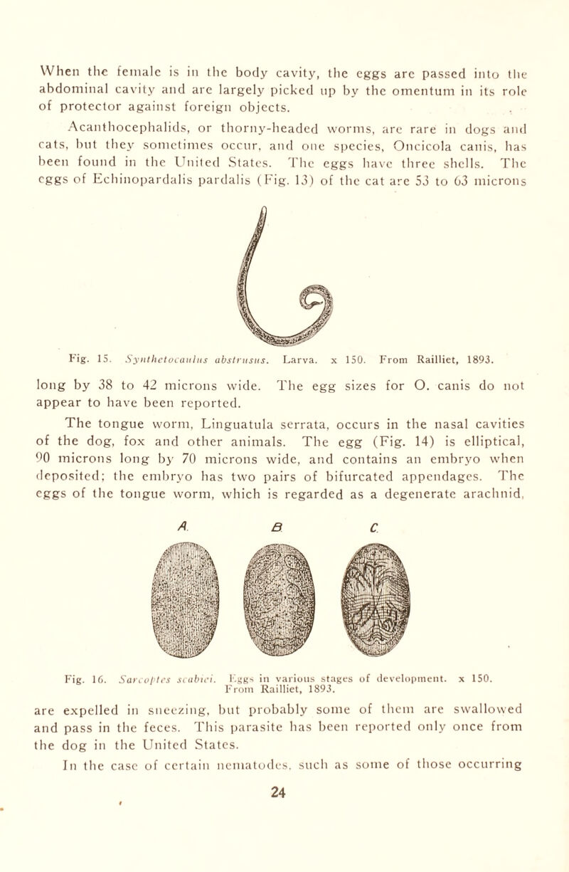 When the female is in the body cavity, the eggs arc passed into the abdominal cavity and are largely picked up by the omentum in its role of protector against foreign objects. Acanthocephalids, or thorny-headed worms, are rare in dogs and cats, but they sometimes occur, and one species, Oncicola cauis, has been found in the United States. The eggs have three shells. The eggs of Echinopardalis pardalis (Fig. 13) of the cat are 53 to 63 microns Pig. 15. Synthetocaulus abstrusus. Larva. 150. From Railliet, 1893. long by 38 to 42 microns wide. The egg sizes for O. canis do not appear to have been reported. The tongue worm, Linguatula serrata, occurs in the nasal cavities of the dog, fox and other animals. The egg (Fig. 14) is elliptical, 90 microns long by 70 microns wide, and contains an embryo when deposited; the embryo has two pairs of bifurcated appendages. The eggs of the tongue worm, which is regarded as a degenerate arachnid, are expelled in sneezing, but probably some of them are swallowed and pass in the feces. This parasite has been reported only once from the dog in the United States. In the case of certain nematodes, such as some of those occurring