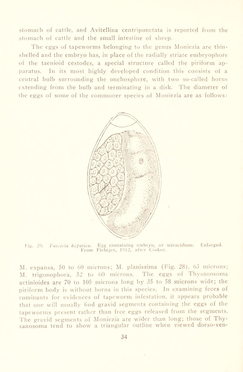 stomach of cattle, and Avitellina centripunctata is reported from the stomacli of cattle and the small intestine of sheep. The eggs of tapeworms belonging to the genus Moniezia are thin- shelled and the embryo has, in place of the radially striate embryophore of the taenioid cestodes, a special structure called the piriform ap- paratus. In its most highly developed condition this consists of a central bulb surrounding the onchosphcre, with two so-called horns extending from the bulb and terminating in a disk. The diameter of the eggs of some of the commoner species of Moniezia are as follows: !• jj;. 2'}. Fasciola hcpatica. Egg containing cmbr/o, or miraciilium. Enlarged. Front Fiebiger, 1912, after Csokor. M. cxpansa, 50 to 60 microns; M. planissima (Fig. 28), 63 microns; M. trigonophora, 52 to 60 microns. The eggs of Thysanosoma actinioides are 70 to 105 microns long by 35 to 58 microns wide; the piriform body is without horns in this species. In examining feces of ruminants for evidences of tapeworm infestation, it appears probable that one will usually find gravid segments containing the eggs of the tapeworms present rather than free eggs released from the segments. File gravid segments of Moniezia are wider than long; those of 1 hy- sanosoma tend to show a triangular outline when viewed dorso-ven-