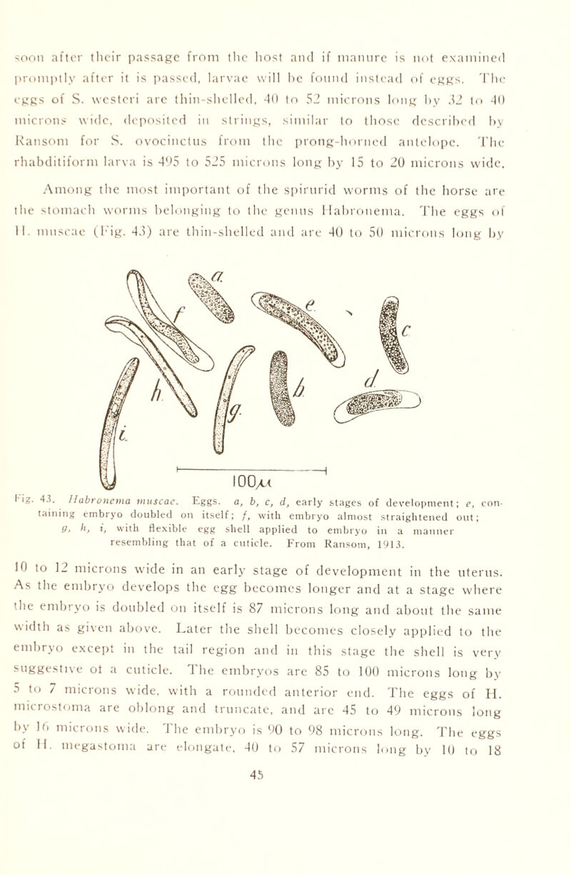 soon after their passage from the host and if manure is not examined promptly after it is passed, larvae will he found instead of eggs. The eggs of S. westcri are thin-shelled, 40 to 52 microns long by 32 to 40 microns wide, deposited in strings, similar to those described by Ransom for S. ovocinctus from the prong-horned antelope. The rhabditiform larva is 495 to 525 microns long by 15 to 20 microns wide. Among the most important of the spirurid worms of the horse are the stomach worms belonging to the genus Habronema. The eggs of II. mnscae (Fig. 43) are thin-shelled and are 40 to 50 microns long by Kig. 43. IUbronema muscae. Eggs, a, b, c, d, early stages of development; e, con- taining embryo doubled on itself; /, with embryo almost straightened out; 9, h, i, with flexible egg shell applied to embryo in a manner resembling that of a cuticle. From Ransom, 1913. 10 to 12 microns wide in an early stage of development in the uterus. As the embryo develops the egg becomes longer and at a stage where the embryo is doubled on itself is 87 microns long and about the same width as given above. Later the shell becomes closely applied to the embryo except in the tail region and in this stage the shell is very suggestive ot a cuticle. The embryos are 85 to 100 microns long by 5 to 7 microns wide, with a rounded anterior end. The eggs of H. microstoma are oblong and truncate, and arc 45 to 49 microns long by 10 microns wide. 1 lie embryo is 90 to 98 microns long. The eggs of 11. megastoma are elongate, 40 to 57 microns long by 10 to 18