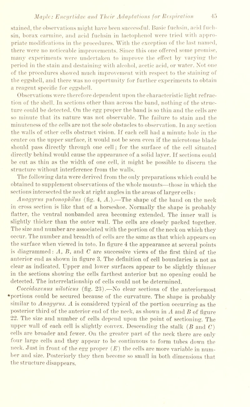 stained, the observations might have been successful. Basic fuchsin, acid fuch- sia, borax carmine, and acid fuchsin in lactophenol were tried with appro- priate modifications in the procedures. With the exception of the Iasi named, there were no noticeable improvements. Since tins one offered some promise, many experiments were undertaken to improve the effect by varying tin* period in the stain and destaining with alcohol, acetic acid, or water. Not one of the procedures showed much improvement with respect to the staining of the eggshell, and there was no opportunity for further experiments to obtain a reagent specific for eggshell. Observations were therefore dependent upon the characteristic light refrac- tion of the shell. In sections other than across the band, nothing of the struc- ture could be detected. On the egg proper the band is so thin and the cells are so minute that its nature was not observable. The failure to stain and the minuteness of the cells are not the sole obstacles to observation. In any section the walls of other cells obstruct vision. If each cell had a minute hole in the center on the upper surface, it would not be seen even if the microtome blade should pass directly through one cell; for the surface of the cell situated directly behind would cause the appearance of a solid layer. If sections could be cut as thin as the width of one cell, it might be possible to discern the structure without interference from the walls. The following data were derived from the only preparations which could be obtained to supplement observations of the whole mounts—those in which the sections intersected the neck at right angles in the areas of larger cells : Anagyrus putonophilus (fig. 4, A.).—The shape of the band on the neck in cross section is like that of a horseshoe. Normally the shape is probably flatter, the ventral nonbanded area becoming extended. The inner wall is slightly thicker than the outer wall. The cells are closely packed together. The size and number are associated with the portion of the neck on which they occur. The number and breadth of cells are the same as that which appears on the surface when viewed in toto. In figure 4 the appearance at several points is diagrammed: A, B, and C ai’e successive views of the first third of the anterior end as shown in figure 3. The definition of cell boundaries is not as clear as indicated. Upper and lower surfaces appear to be slightly thinner in the sections showing the cells farthest anterior but no opening could be detected. The interrelationship of cells could not be determined. Coccidoxenus niloticus (fig. 23).—No clear sections of the anteriormost •portions could be secured because of the curvature. The shape is probably similar to Anagyrus. A is considered typical of the portion occurring as the posterior third of the anterior end of the neck, as shown in A and B of figure 22. The size and number of cells depend upon the point of sectioning. The upper wall of each cell is slightly convex. Descending the stalk (B and C) cells are broader and fewer. On the greater part of the neck there are only four large cells and they appear to be continuous to form tubes down the neck. Just in front of the egg proper (E) the cells are more variable in num- ber and size. Posteriorly they then become so small in both dimensions that the structure disappears.