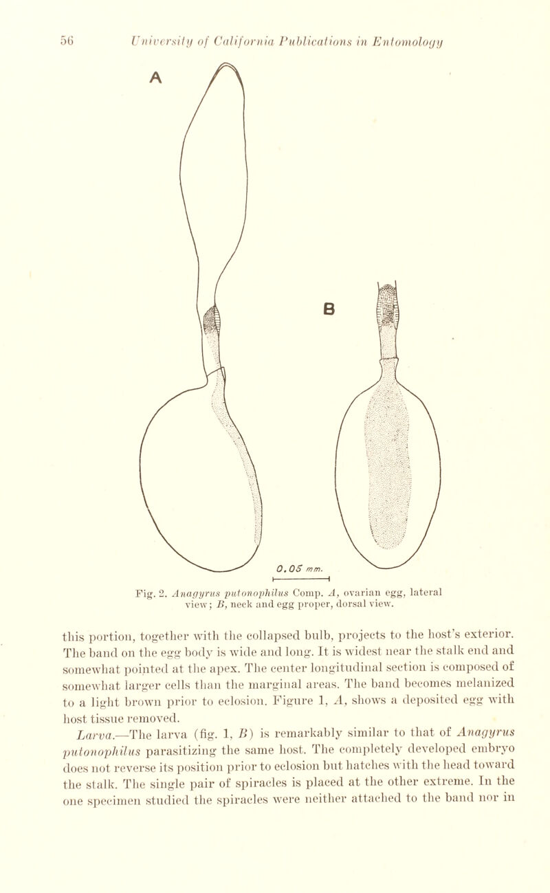 Fig. 2. Anagyrus putonophilus Comp. A, ovarian egg, lateral view; B, neck and egg proper, dorsal view. this portion, together with the collapsed bulb, pi’ojects to the host’s exterior. The band on the egg body is wide and long. It is widest near Ihe stalk end and somewhat pointed at the apex. The center longitudinal section is composed of somewhat larger cells than the marginal areas. The band becomes melanized to a light brown prior to eclosion. Figure 1, A, shows a deposited egg with host tissue removed. Larva.—The larva (fig. 1, B) is remarkably similar to that of Anagyrus putonophilus parasitizing the same host. The completely developed embryo does not reverse its position prior to eclosion but hatches with the head toward the stalk. The single pair of spiracles is placed at the other extreme. In the one specimen studied the spiracles were neither attached to the band nor in