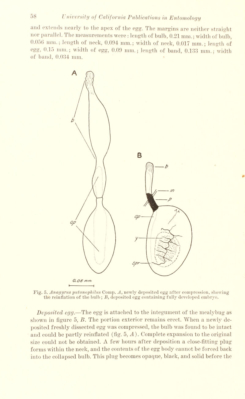 and extends nearly to the apex of the egg. The margins are neither straight nor parallel. The measurements were: length of bulb, 0.21 mm.; width of bulb, 0.056 mm.; length of neck, 0.094 mm.; width of neck, 0.017 mm.; length of egg, 0.15 mm.; width of egg, 0.09 mm.; length of band, 0.133 mrn.; width of band, 0.034 mm. B • 1 Fig. 5. Anagyrus putonopliilus Comp. A, newly deposited egg after compression, showing the reinflation of the bulb; B, deposited egg containing fully developed embryo. Dejiositecl egg.—The egg is attached to the integument of the mealybug as shown in figure 5, B. The portion exterior remains erect. When a newly de- posited freshly dissected egg was compressed, the bulb was found to be intact and could be partly reinflated (fig. 5, A). Complete expansion to the original size could not be obtained. A few hours after deposition a close-fitting plug- forms within the neck, and the contents of the egg body cannot be forced back into the collapsed bulb. This plug becomes opaque, black, and solid before the