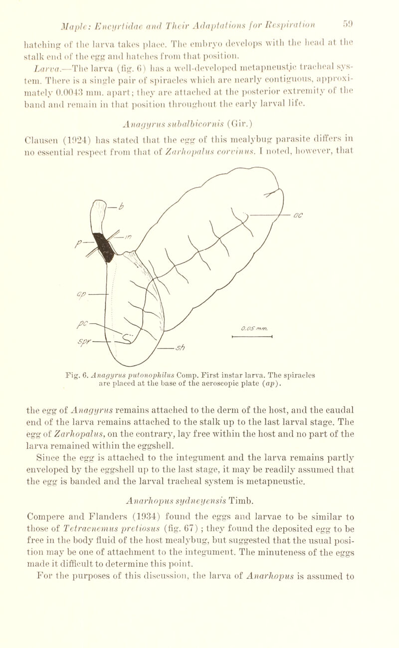 hatching of the larva takes place. The embryo develops with the head at the stalk end of the egg and hatches from t hat position. Larva.—'flic larva (fig. fi) lias a well-developed metapneustic tracheal sys- Anagyrus subalbicornis (Gir.) Clausen (1924) has stated that the egg of this mealybug parasite differs in no essential respect from that of Zarhopalus ear emus. 1 noted, however, that oc Fig. 6. Anagyrus putonophilus Comp. First instar larva. The spiracles are placed at the base of the aeroscopic plate (op). the egg of Anagyrus remains attached to the derm of the host, and the caudal end of the larva remains attached to the stalk up to the last larval stage. The egg of Zarhopalus, on the contrary, lay free within the host and no part of the larva remained within the eggshell. Since the egg is attached to the integument and the larva remains partly enveloped by the eggshell up to the last stage, it may be readily assumed that the egg is banded and the larval tracheal system is metapneustic. Anarhopus Sydneyensis Timb. Compere and Flanders (1934) found the eggs and larvae to be similar to those of Tetracnemus pretiosus (fig. 67) ; they found the deposited egg to be free in the body fluid of the host mealybug, but suggested that the usual posi- tion may be one of attachment to the integument. The minuteness of the eggs made it difficult to determine this point. For the purposes of this discussion, the larva of Anarhopus is assumed to