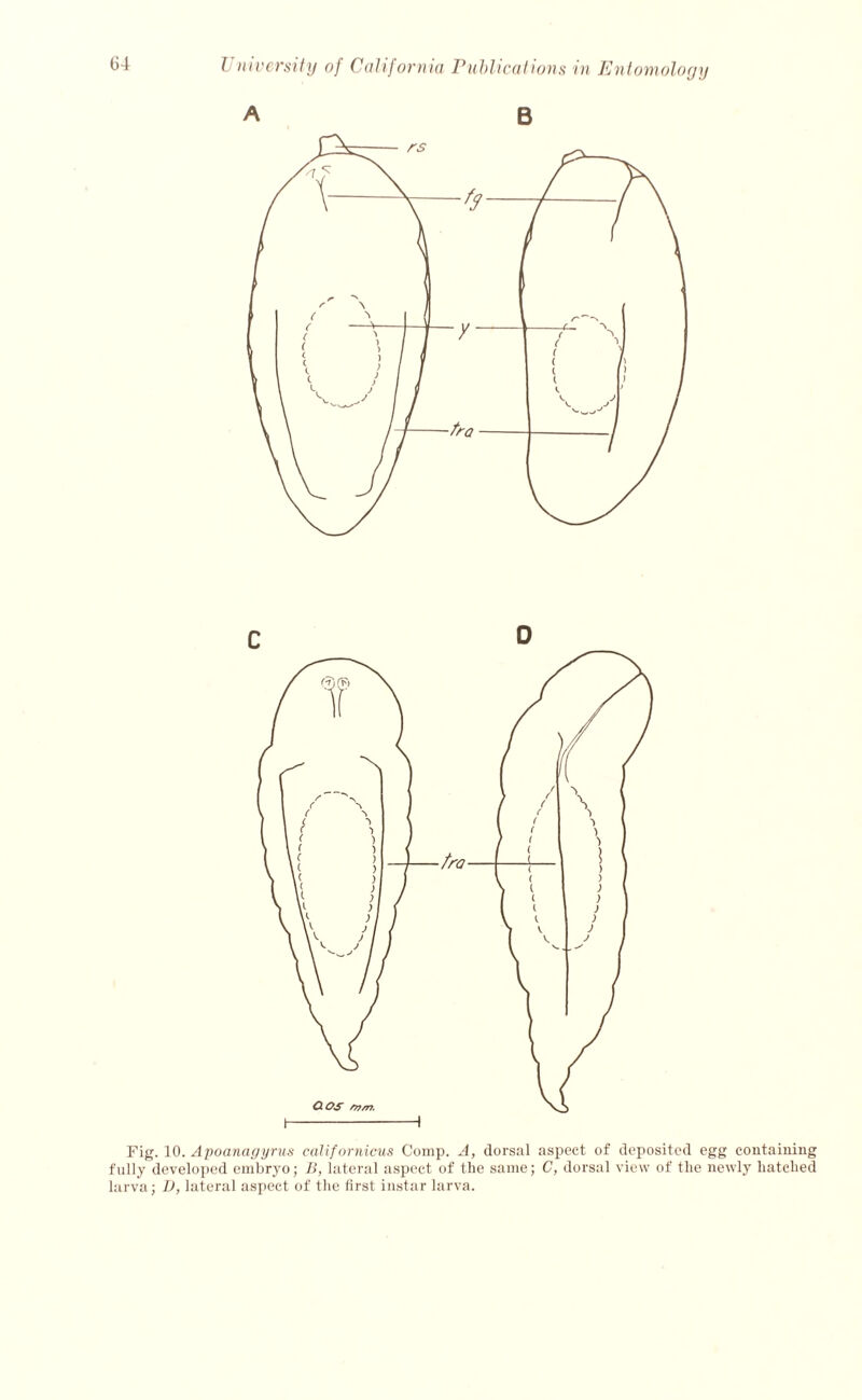 A B Fig. 10. Apoanagyrus californicus Comp. A, dorsal aspect of deposited egg containing fully developed embryo; B, lateral aspect of the same; C, dorsal view of the newly hatched larva; D, lateral aspect of the first instar larva.