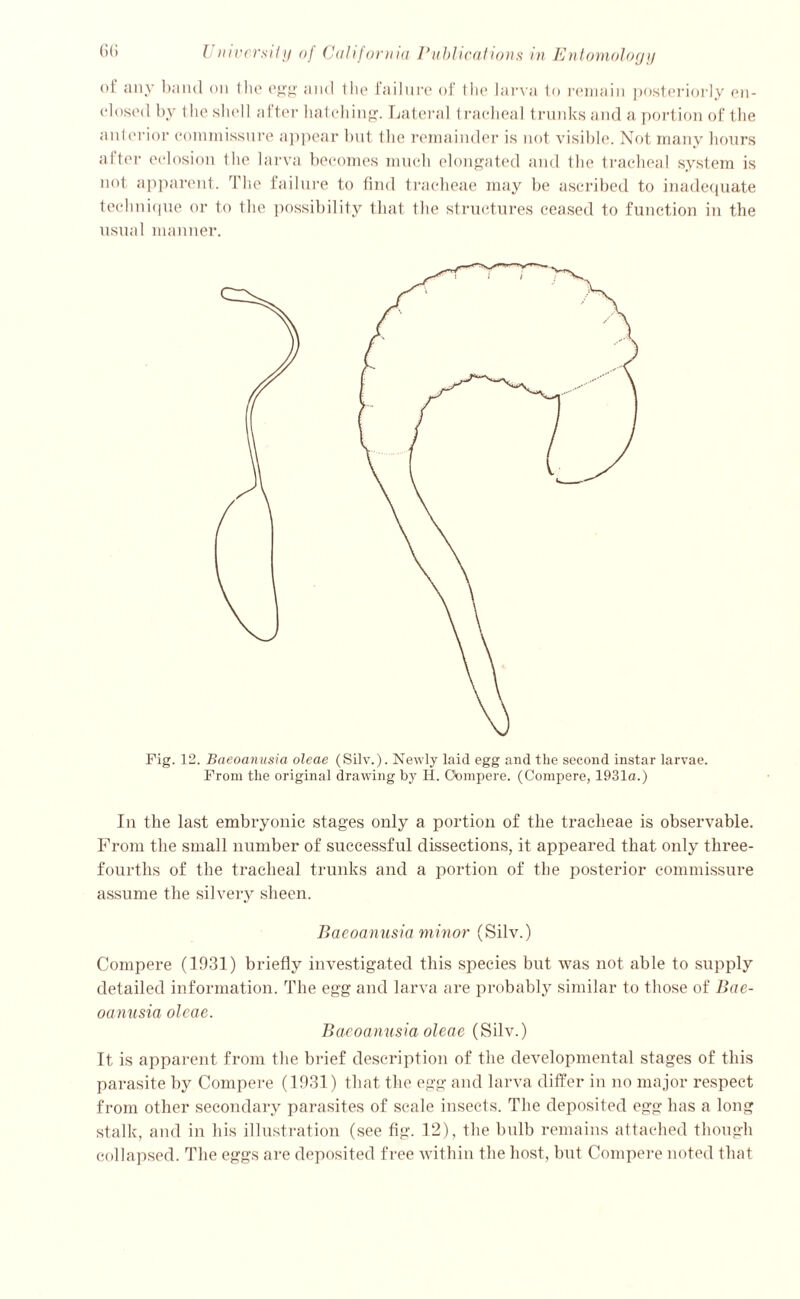 of any band on the egg and I he failure of tlie larva to remain posteriorly en- closed by the shell after hatching. Lateral tracheal trunks and a portion of the anterior commissure appear but the remainder is not visible. Not many hours after eclosion the larva becomes much elongated and the tracheal system is not apparent. The failure to find tracheae may be ascribed to inadequate technique or to the possibility that the structures ceased to function in the usual manner. Fig. 12. Baeoanusia oleae (Silv.). Newly laid egg and the second instar larvae. From the original drawing by H. Compere. (Compere, 1931a.) In the last embryonic stages only a portion of the tracheae is observable. From the small number of successful dissections, it appeared that only three- fourths of the trachea] trunks and a portion of the posterior commissure assume the silvery sheen. Baeoanusia minor (Silv.) Compere (1931) briefly investigated this species but was not able to supply detailed information. The egg and larva are probably similar to those of Bae- oanusia oleae. Baeoanusia oleae (Silv.) It is apparent from the brief description of the developmental stages of this parasite by Compere (1931) that the egg and larva differ in no major respect from other secondary parasites of scale insects. The deposited egg has a long stalk, and in his illustration (see fig. 12), the bulb remains attached though collapsed. The eggs are deposited free within the host, but Compere noted that