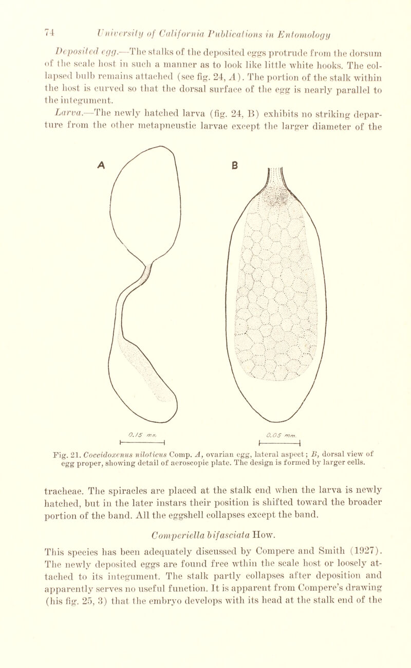 Deposited egg.—The stalks of the deposited eggs protrude from the dorsum of the scale host iu such a manner as to look like little white hooks. The col- lapsed bulb remains attached (see fig. 24, A). The portion of the. stalk within the host is curved so that the dorsal surface of the egg is nearly parallel to the integument. Larva.—The newly hatched larva (fig. 24, B) exhibits no striking depar- ture from the other metapneustic larvae except the larger diameter of the Fig. 21. Coccidoxenus niloticus Comp. A, ovarian egg, lateral aspect; B, dorsal view of egg proper, showing detail of aeroscopic plate. The design is formed by larger cells. tracheae. The spiracles are placed at the stalk end when the larva is newly hatched, but in the later instars their position is shifted toward the broader portion of the band. All the eggshell collapses except the band. Compendia bifasciata How. This species has been adecjuately discussed by Compere and Smith (1927). The newly deposited eggs are found free wthin the scale host or loosely at- tached to its integument. The stalk partly collapses after deposition and apparently serves no useful function. It is apparent from Compere’s drawing (his fig. 25, 3) that the embryo develops with its head at the stalk end of the