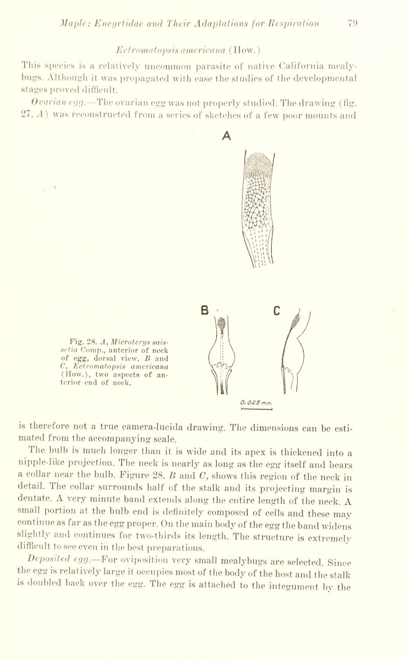 Ectromatopsis amcricana (I low.) This species is a relatively uncommon parasite of native California mealy- bugs. Although it was propagated wit li ease the studies of the developmental stages proved difficult. Ovarian egg.—The ovarian egg was not properly studied. The drawing (fig. 27, „-l) was reconstructed from a series of sketches of a few poor mounts and A Fig. 28. A, Microterys sais- srfia Comp., anterior of neck of egg, dorsal view. B and C, Ectromatopsis americana (How.), two aspects of an- terior end of neck. is therefore not a true camera-lucida drawing. The dimensions can be esti- mated from the accompanying scale. rI he bulb is much longer than it is wide and its apex is thickened into a nipple-like projection. The neck is nearly as long as the egg itself and bears a collar near the bulb. Figure 28, B and C, shows this region of the neck in detail. The collar surrounds half of the stalk and its projecting margin is dentate. A very minute band extends along the entire length of the neck. A small portion at the bulb end is definitely composed of cells and these may continue as far as the egg proper. On the main body of the egg the band widens slightly and continues for two-thirds its length. The structure is extremely difficult to see even in the best preparations. Deposited egg.—For oviposition very small mealybugs are selected. Since the egg is relatively large it occupies most of the body of the host and the stalk is doubled back over the egg. The egg is attached to the integument by the