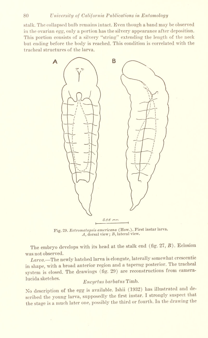 stalk. The collapsed bulb remains intact. Even though a band may be observed in the ovarian egg, only a portion lias the silvery appearance after deposition. This portion consists of a silvery “string” extending the length of the neck but ending before the body is reached. This condition is correlated with the tracheal structures of the larva. 0.05 /r>sr>. Fig. 29. Ectromatopsis americana (How.). First instar larva. A, dorsal view; B, lateral view. The embryo develops with its head at the stalk end (fig. 2/, B). Eclosion was not observed. Larva. The newly hatched larva is elongate, laterally somewhat crescentic in shape, with a broad anterior region and a taperng posterior. The tracheal system is closed. The drawings (fig. 29) are reconstructions from camera- lucida sketches. , , 7 , m. , Encyrtus barbatus 1 imb. No description of the egg is available. Ishii (1932) has illustrated and de- scribed the young larva, supposedly the first instar. I strongly suspect that the stage is a much later one, possibly the third or fourth. In the drawing the