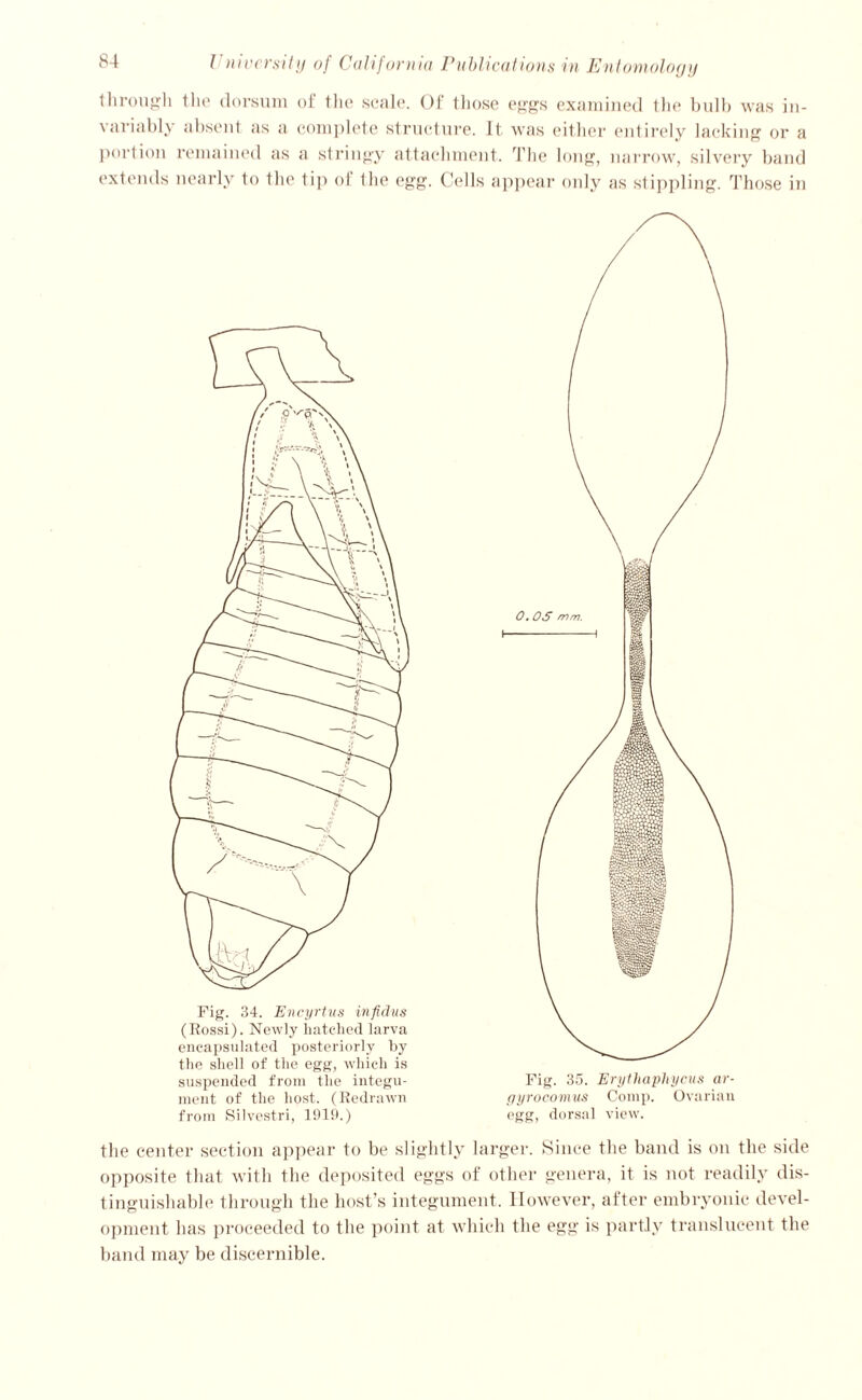 through the dorsum of the scale. Of those eggs examined the bulb was in- variably absent as a complete structure. It was either entirely lacking or a portion remained as a stringy attachment. The long, narrow, silvery band extends nearly to the tip oi the egg. Cells appear only as stippling. Those in Fig. 34. Encyrtus infidus (Rossi). Newly hatched larva encapsulated posteriorly by the shell of the egg, which is suspended from the integu- ment of the host. (Redrawn from Silvestri, 1919.) Fig. 35. Erythapliycus ar- gyrocomus Comp. Ovarian egg, dorsal view. the center section appear to be slightly larger. Since the band is on the side opposite that with the deposited eggs of other genera, it is not readily dis- tinguishable through the host’s integument. However, after embryonic devel- opment has proceeded to the point at which the egg is partly translucent the band may be discernible.