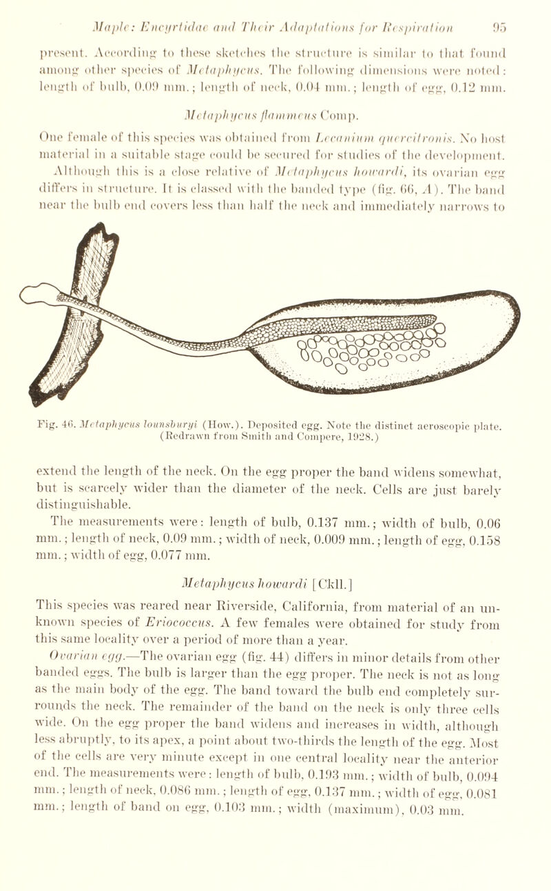 present. According to these sketches the structure is similar lo that found among other species of Metaphyens. The following dimensions were noted: length of hull), 0.09 mm,; length of neck, 0.0-1 mm.; length of egg, 0.12 mm. Metaphycus jiammeus Comp. One female of this species was obtained from Lecanium (pit red ran is. No host material in a suitable stage could be secured for studies of the development. Although this is a close relative of Metaphycus hoieardi, its ovarian egg differs in structure. It is classed with the banded type (fig. 66, A). The band near the lmlb end covers less than half the neck and immediately narrows to Fig. 46. Metaphycus lounsburyi (How.). Deposited egg. Note the distinct aeroscopic plate. (Redrawn from Smith and Compere, 1928.) extend the length of the neck. On the egg proper the band widens somewhat, but is scarcely wider than the diameter of the neck. Cells are just barely distinguishable. The measurements were: length of bulb, 0.137 mm.; width of bulb, 0.06 mm.; length of neck, 0.09 mm.; width of neck, 0.009 mm.; length of egg, 0.158 mm.; width of egg, 0.077 mm. Metaphycus howarcli [Civil.] This species was reared near Riverside, California, from material of an un- known species of Eriococcus. A few females were obtained for study from this same locality over a period of more than a year. Ovarian egg.—The ovarian egg (fig. 44) differs in minor details from other banded eggs. The bulb is larger than the egg proper. The neck is not as long as the main body of the egg. The band toward the bulb end completely sur- rounds the neck. The remainder of the band on the neck is only three cells wide. On the egg proper the band widens and increases in width, although less abruptly, to its apex, a point about two-thirds the length of the egg'. Most of the cells are very minute except in one central locality near the anterior end. The measurements were: length of bulb, 0.193 mm.; width of bulb, 0.094 mm.; length of neck, 0.086 mm.; length of egg, 0.137 mm.; width of egg, 0.081 mm.; length of band on egg, 0.103 mm.; width (maximum), 0.03 mm.