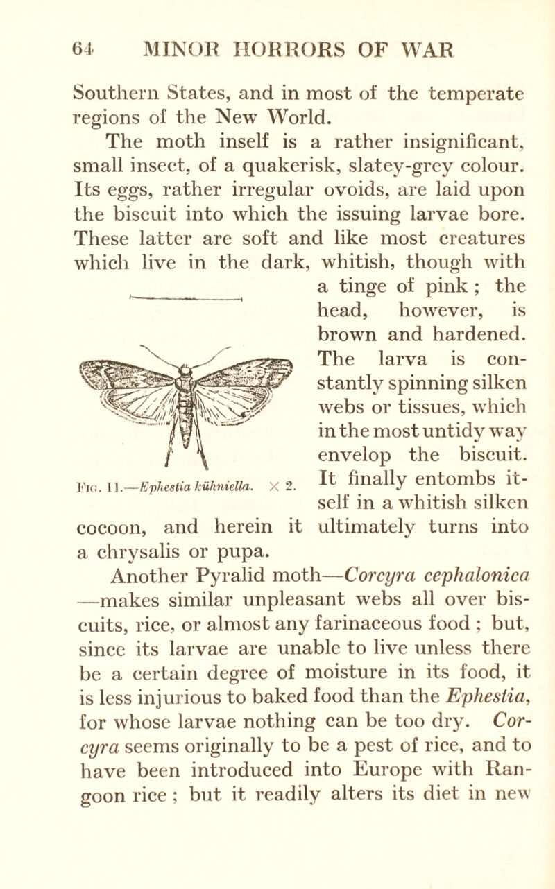 Southern States, and in most of the temperate regions of the New World. The moth inself is a rather insignifieant, small inseet, of a quakerisk, slatey-grey eolour. Its eggs, rather irregular ovoids, are laid upon the biscuit into which the issuing larvae bore. These latter are soft and like most creatures which live in the dark, whitish, though with a tinge of pink ; the head, however, is brown and hardened. The larva is con- stantly spinning silken webs or tissues, which in the most untidv wav V «' envelop the biscuit. It finally entombs it- self in a whitish silken Fic:. 11.—Kflicstia kuhniella. X 2. cocoon, and herein it ultimately turns into a chrysalis or pupa. Another Pyralid moth—Corcyra cephalonica —makes similar unpleasant webs all over bis- cuits, rice, or almost any farinaceous food ; but, since its larvae are unable to live unless there be a certain degree of moisture in its food, it is less injurious to baked food than the Ephestia, for whose larvae nothing can be too dry. Cor- cyra seems originally to be a pest of rice, and to have been introduced into Europe with Ran- goon rice; but it readily alters its diet in new