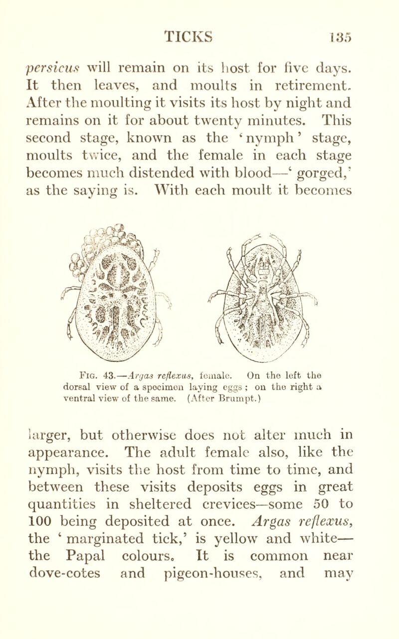 pcrsicuf! will remain on its host for live days. It then leaves, and moults in retirement. After the moulting it visits its host by night and remains on it for about twenty minutes. This second stage, known as the ‘ nymph ’ stage, moults twice, and the female in each stage becomes much distended with blood—‘ gorged,' as the saying is. With each moult it becomes Fig. 43.—Argas reflexas, leaialc. On the left the dorsal view of a specimen laying eggs : on the right a ventral view of the same. (After Brumpt.) larger, but otherwise does not alter much in appearance. The adult female also, like the nymph, visits tlie host from time to time, and between these visits deposits eggs in great quantities in sheltered crevices—some 50 to 100 being deposited at onee. Argas reflexus, the ‘ marginated tick,’ is yellow and white— the Papal colourSo It is eommon near dove-cotes and pigeon-houses, and may