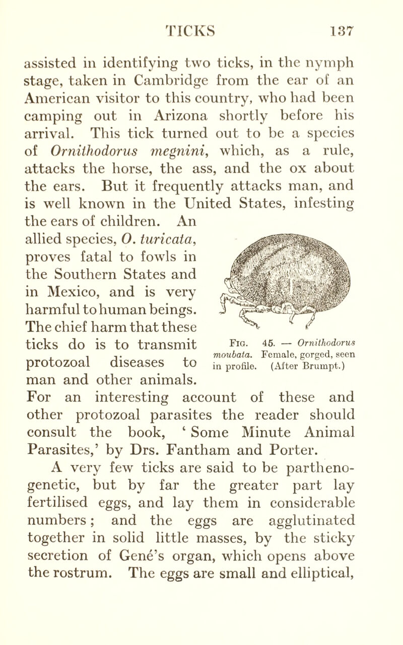 assisted in identifying two ticks, in the nymph stage, taken in Cambridge from the ear of an American visitor to this country, who had been camping out in Arizona shortly before his arrival. This tick turned out to be a species of Ornithodorus megnini, which, as a rule, attacks the horse, the ass, and the ox about the ears. But it frequently attacks man, and is well known in the United States, infesting the ears of children. An allied species, 0. turicata, proves fatal to fowls in the Southern States and in Mexico, and is very harmful to human beings. The chief harm that these ticks do is to transmit protozoal diseases to man and other animals. For an interesting account of these and other protozoal parasites the reader should consult the book, ‘ Some Minute Animal Parasites,’ by Drs. Fantham and Porter. A very few ticks are said to be partheno- genetic, but by far the greater part lay fertilised eggs, and lay them in considerable numbers; and the eggs are agglutinated together in solid little masses, by the sticky secretion of Gene’s organ, which opens above the rostrum. The eggs are small and elliptical, Fig. 46. — Ornithodorus moubata. Female, gorged, seen in profile. (After Brumpt.)