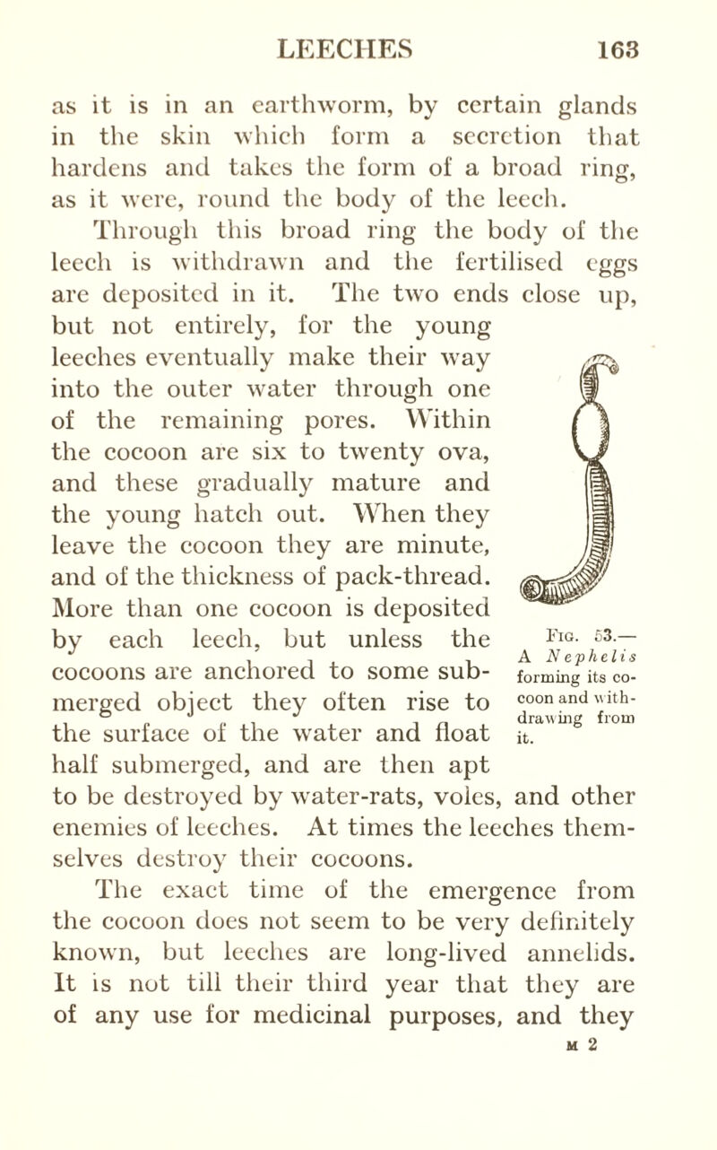 as it is in an earthworm, by certain glands in the skin which form a secretion that hardens and takes the form of a broad ring, as it were, round the body of the leecli. Through this broad ring tlie body of the leech is withdrawn and the fertilised eggs are deposited in it. The two ends close up, but not entirely, for the young leeches eventually make their way into the outer water through one of the remaining pores. Within the cocoon are six to twenty ova, and these gradually mature and the young hatch out. When they leave the cocoon they are minute, and of the thickness of pack-thread. More than one cocoon is deposited by each leech, but unless the cocoons are anchored to some sub- merged object they often rise to the surfaee of the water and float half submerged, and are then apt to be destroyed by water-rats, voles, and other enemies of leeches. At times the leeches them- selves destroy their cocoons. The exact time of the emergence from the cocoon does not seem to be very definitely known, but leeches are long-lived annelids. It is not till their third year that they are of any use for medicinal purposes, and they Fig. C3.— A N ephelis forming its co- coon and M ith- drawmg from it.