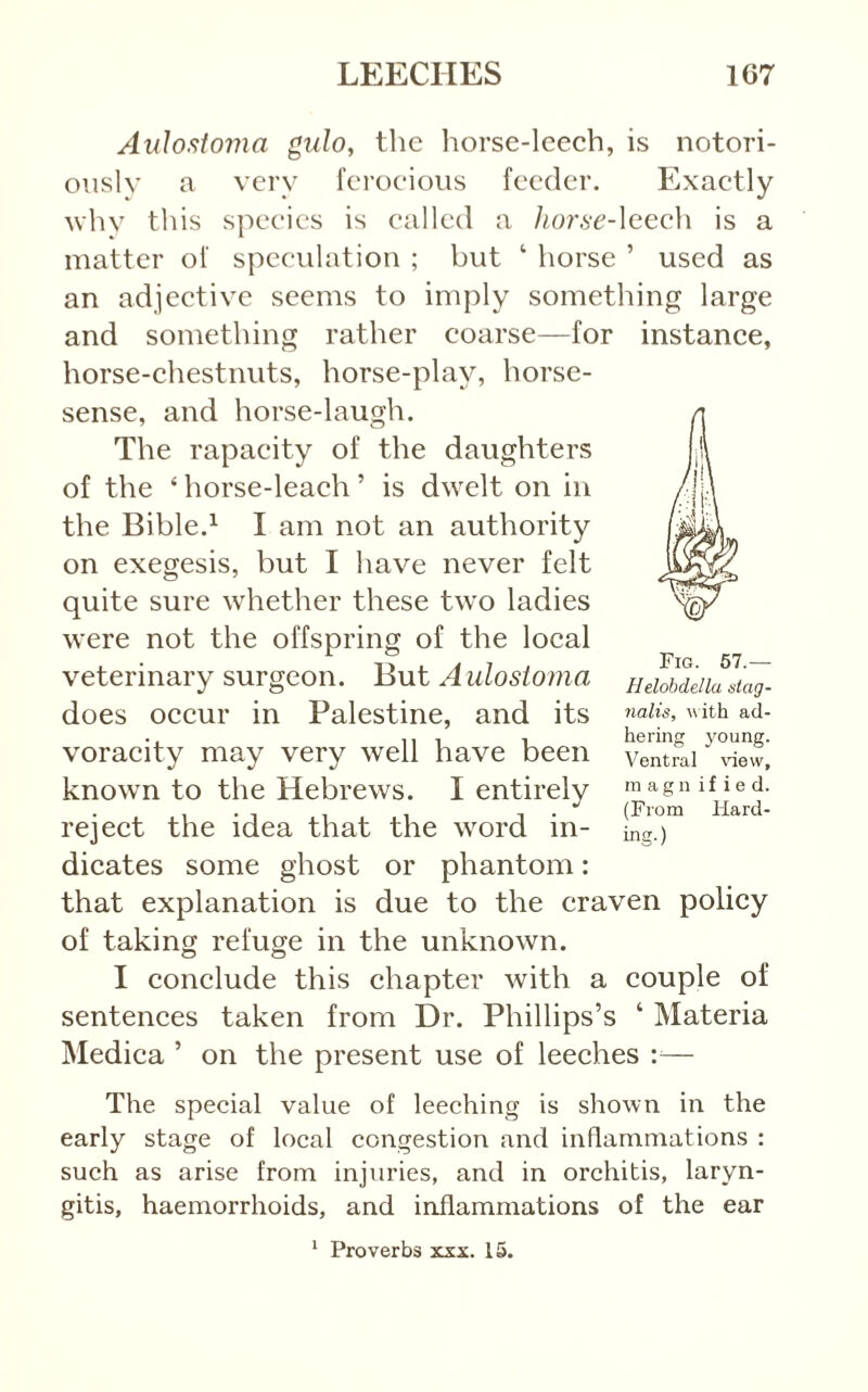 Aidosioma giilo, the horse-leech, is notori- ously a very ferocious feeder. Exactly why this species is called a ]iorf>e-\eec]\ is a matter of speculation ; but ‘ horse ’ used as an adjectiye seems to imply something large and something rather coarse—for instance, horse-chestnuts, horse-play, horse- sense, and horse-laugh. The rapacity of the daughters of the ‘ horse-leach ’ is dwelt on in the Bible.^ I am not an authority on exegesis, but I have never felt quite sure whether these two ladies were not the offspring of the local veterinary surgeon. But Aulosioma does occur in Palestine, and its voracity may very well have been known to the Hebrews. I entirely reject the idea that the word in- dicates some ghost or phantom: that explanation is due to the craven policy of taking refuge in the unknown. I conclude this chapter with a couple of sentences taken from Dr. Phillips’s ‘ Materia Medica ’ on the present use of leeches — Fig. 57.— Helobdella stag- nalis, with ad- hering young. Ventral view, magnified. (From Idard- inff.) The special value of leeching is shown in the early stage of local congestion and inflammations : such as arise from injuries, and in orchitis, laryn- gitis, haemorrhoids, and inflammations of the ear ‘ Proverbs xxx. 15.