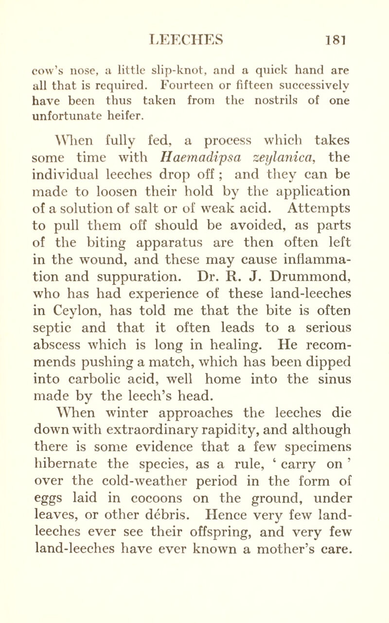 cow’s nose, a little slip-knot, and a quick hand are all that is required. Fourteen or fifteen successively have been thus taken from the nostrils of one unfortunate heifer. ^^^len fully fed, a process which takes some time with Haemadipsa zeylanica, the individual leeches drop off ; and they can be made to loosen their hold by the application of a solution of salt or of weak acid. Attempts to pull them off should be avoided, as parts of the biting apparatus are then often left in the wound, and these may cause inflamma- tion and suppuration. Dr. R. J. Drummond, who has had experience of these land-leeches in Cevlon, has told me that the bite is often septic and that it often leads to a serious abscess which is long in healing. He recom- mends pushing a match, which has been dipped into carbolic acid, well home into the sinus made by the leech’s head. ^^^len winter approaches the leeches die down with extraordinary rapidity, and although there is some evidence that a few specimens hibernate the species, as a rule, ‘ carry on ’ over the cold-weather period in the form of eggs laid in cocoons on the ground, under leaves, or other debris. Hence very few land- leeches ever see their offspring, and very few land-leeches have ever known a mother’s care.