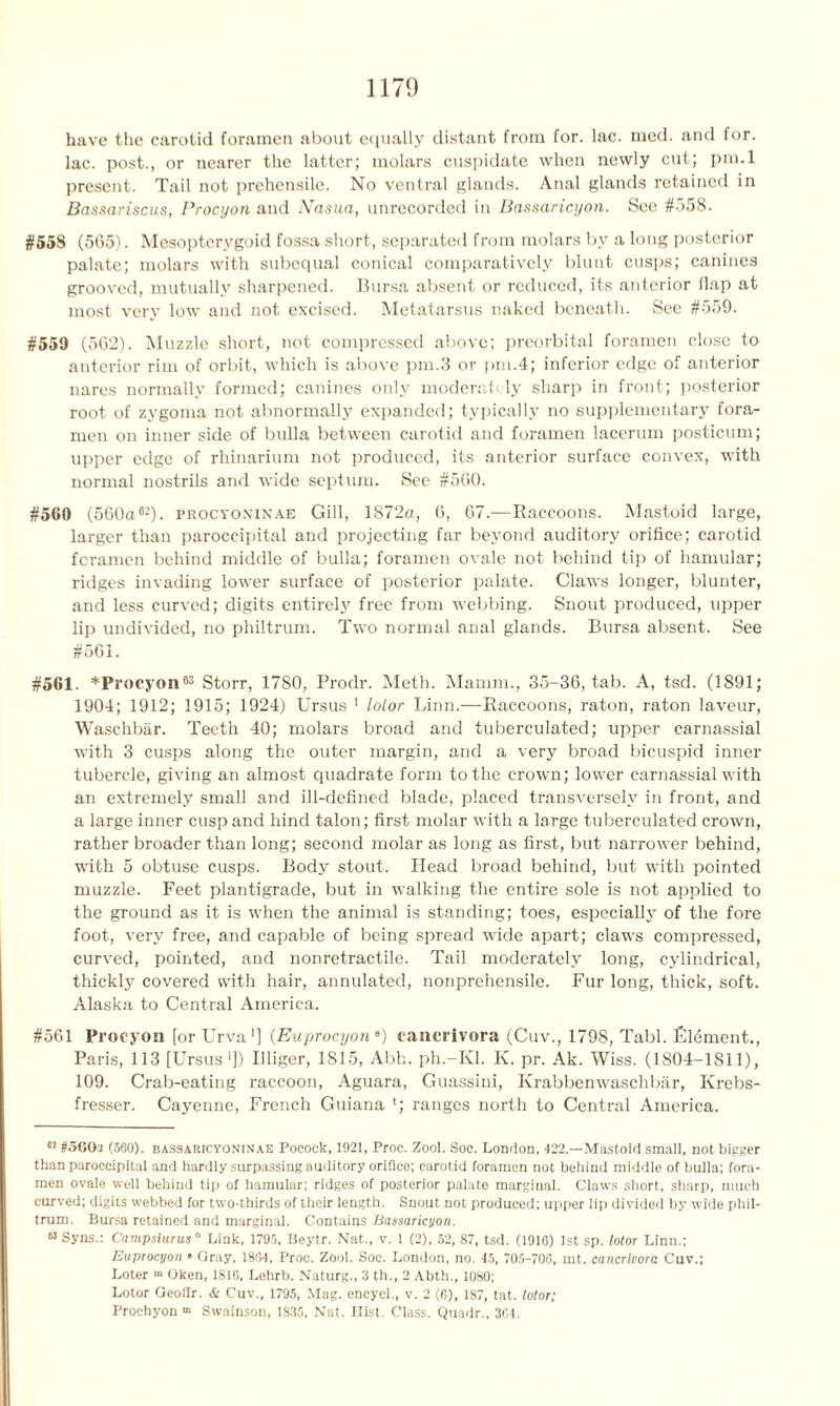 have the carotid foramen about equally distant from for. lac. mod. and for. lac. post., or nearer the latter; molars cuspidate when newly cut; pm.l present. Tail not prehensile. No ventral glands. Anal glands retained in Bassariscus, Procyon and Nasua, unrecorded in Bassaricyon. See #558. #558 (565). Mesopterygoid fossa short, separated from molars by a long posterior palate; molars with subequal conical comparatively blunt cusps; canines grooved, mutually sharpened. Bursa absent or reduced, its anterior flap at most very low and not excised. Metatarsus naked beneath. See #559. #559 (562). Muzzle short, not compressed above; preorbital foramen close to anterior rim of orbit, which is above pm.3 or pm.4; inferior edge of anterior nares normally formed; canines only moderate ly sharp in front; posterior root of zygoma not abnormally expanded; typically no supplementary fora- men on inner side of bulla between carotid and foramen lacerum posticum; upper edge of rhinarium not produced, its anterior surface convex, with normal nostrils and wide septum. See #560. #560 (560a62). procyoninae Gill, 1872a, 6, 67.—Raccoons. Mastoid large, larger than paroccipital and projecting far beyond auditory orifice; carotid foramen behind middle of bulla; foramen ovale not behind tip of hamular; ridges invading lower surface of posterior palate. Claws longer, blunter, and less curved; digits entirely free from webbing. Snout produced, upper lip undivided, no philtrum. Two normal anal glands. Bursa absent. See #561. #561. *Procj*on63 Storr, 17S0, Prodr. Meth. Mamm., 35-36, tab. A, tsd. (1891; 1904; 1912; 1915; 1924) Ursus 1 lotor Linn.—Raccoons, raton, raton laveur, Waschbar. Teeth 40; molars broad and tuberculated; upper carnassial with 3 cusps along the outer margin, and a very broad bicuspid inner tubercle, giving an almost quadrate form to the crown; lower carnassial with an extremely small and ill-defined blade, placed transversely in front, and a large inner cusp and hind talon; first molar with a large tuberculated crown, rather broader than long; second molar as long as first, but narrower behind, with 5 obtuse cusps. Body stout. Head broad behind, but with pointed muzzle. Feet plantigrade, but in walking the entire sole is not applied to the ground as it is when the animal is standing; toes, especially of the fore foot, very free, and capable of being spread wide apart; claws compressed, curved, pointed, and nonretractile. Tail moderately long, cylindrical, thickly covered with hair, annulated, nonprehensile. Fur long, thick, soft. Alaska to Central America. #561 Procyon [or Urva1] (Euprocyone) cancrivora (Cuv., 1798, Tabl. filament., Paris, 113 [Ursus1]) Uliger, 1815, Abh. ph.-Kl. K. pr. Ak. Wiss. (1804-1811), 109. Crab-eating raccoon, Aguara, Guassini, Krabbenwaschbar, Krebs- fresser. Cayenne, French Guiana ‘; ranges north to Central America. 82 #560a (560). bassahicyoninae Pocock, 1921, Proc. Zoo!. Soc. London, 422.—Mastoid small, not bigger than paroccipital and hardly surpassing auditory oriflce; carotid foramen not behind middle of bulla; fora- men ovale well behind tip of hamular; ridges of posterior palate marginal. Claws short, sharp, much curved; digits webbed for two-thirds of their length. Snout not produced; upper lip divided by wide phil- trum. Bursa retained and marginal. Contains Bassaricyon. 83 Syns.: Campsiurus0 Link, 1795, Beytr. Nat., v. 1 (2), 52, 87, tsd. (1916) 1st sp. lotor Linn.; Euprocyon > Gray, 1834, Proc. Zool. Soc. London, no. 45, 705-706, rnt. cancrivora Cuv.; Loter m Oken, 1816, Lehrb. Naturg., 3 th., 2 Abth., 1080; Lotor GeofTr. & Cuv., 1795, Mag. encycl., v. 2 (6), 187, tat. lotor; Prochyon ® Swainson, 1835, Nat. Ilist. Class. Quadr., 3C4.