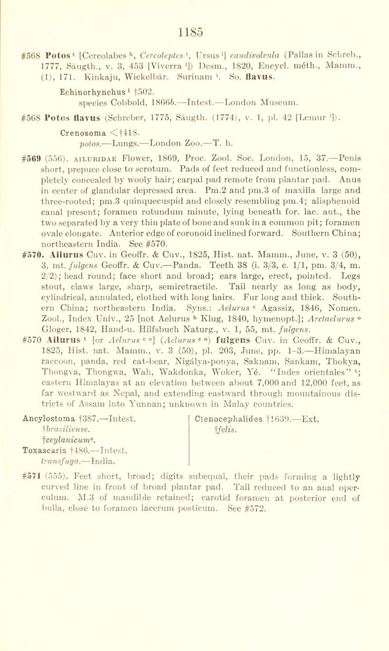 #5GS Potos1 [Cercolabes h, Cercoleptes ‘, Ursus1] caudivolvula (Pallas in Schreb., 1777, Saugth., v. 3, 453 [Viverra ']) Dcsin., 1820, Encycl. 1116th., Mamm., (1), 171. Kinkaju, Wickelbar. Surinam h So. flavus. Echinorhynchus 1 f302. species Cobbold, 18605.—Intest.—London Museum. #508 Potos llavus (Schreber, 1775, Saugth. (1774), v. 1, pi. 42 [Lemur ']). Crenosoma <f41S. potos.—Lungs.—London Zoo.—T. h. #569 (550). AiLTJiuDAE Flower, 1809, Proc. Zool. Soc. London, 15, 37.—Penis short, prepuce close to scrotum. Pads of feet reduced and functionless, com- pletely concealed by wooly hair; carpal pad remote from plantar pad. Anus in center of glandular depressed area. Pm.2 and pm.3 of maxilla large and three-rooted; pm.3 quinquecuspid and closely resembling pm.4; alisphenoid canal present; foramen rotundum minute, lying beneath for. lac. ant., the two separated by a very thin plate of bone and sunk in a common pit; foramen ovale elongate. Anterior edge of coronoid inclined forward. Southern China; northeastern India. See #570. #570. Allurus Cuv. in GeofTr. & Cuv., 1S25, Hist. nat. Mamm., June, v. 3 (50), 3, mt. fulgens GeofTr. & Cuv.-—Panda. Teeth 38 (i. 3/3, c. 1/1, pm. 3/4, m. 2/2); head round; face short and broad; ears large, erect, pointed. Legs stout, claws large, sharp, semiretractile. Tail nearly as long as body, cylindrical, annulated, clothed with long hairs. Fur long and thick. South- ern China; northeastern India. Syns.: Aelurus c Agassiz, 1840, Nomen. Zool., Index Univ., 25 [not Aelurus h Klug, 1840, hymenopt.]; Arctaelurus 0 Gloger, 1842, Hand-u. Hilfsbuch Naturg., v. 1, 55, mt. fulgens. #570 Ailurus 1 [or Aelurus c °] (Aelurus c °) fulgens Cuv. in GeofTr. & Cuv., 1825, Hist. nat. Mamm., v. 3 (50), pi. 203, June, pp. 1-3.—Himalayan raccoon, panda, red cat-bear, Nig&lya-ponya, Saknam, Sankam, Thokya, Thongva, Thongwa, Wah, Wakdonka, Woker, Ye. “Indes orientates” l; eastern Himalayas at an elevation between about 7,000 and 12,000 feet, as far westward as Nepal, and extending eastward through mountainous dis- tricts of Assam into Yunnan; unknown in Malay countries. Ancylostoma f3S7.—Intest. Ctenocephalides flG39.—Ext. t brasiliense. jfclis. \ceylanicumB. Toxascaris f486.—Intest. transfuga.—India. #571 (555). Feet short, broad; digits subequal, their pads forming a lightly curved line in front of broad plantar pad. Tail reduced to an anal oper- culum. M.3 of mandible retained; carotid foramen at posterior end of bulla, close to foramen lacerum posticum. See #572.