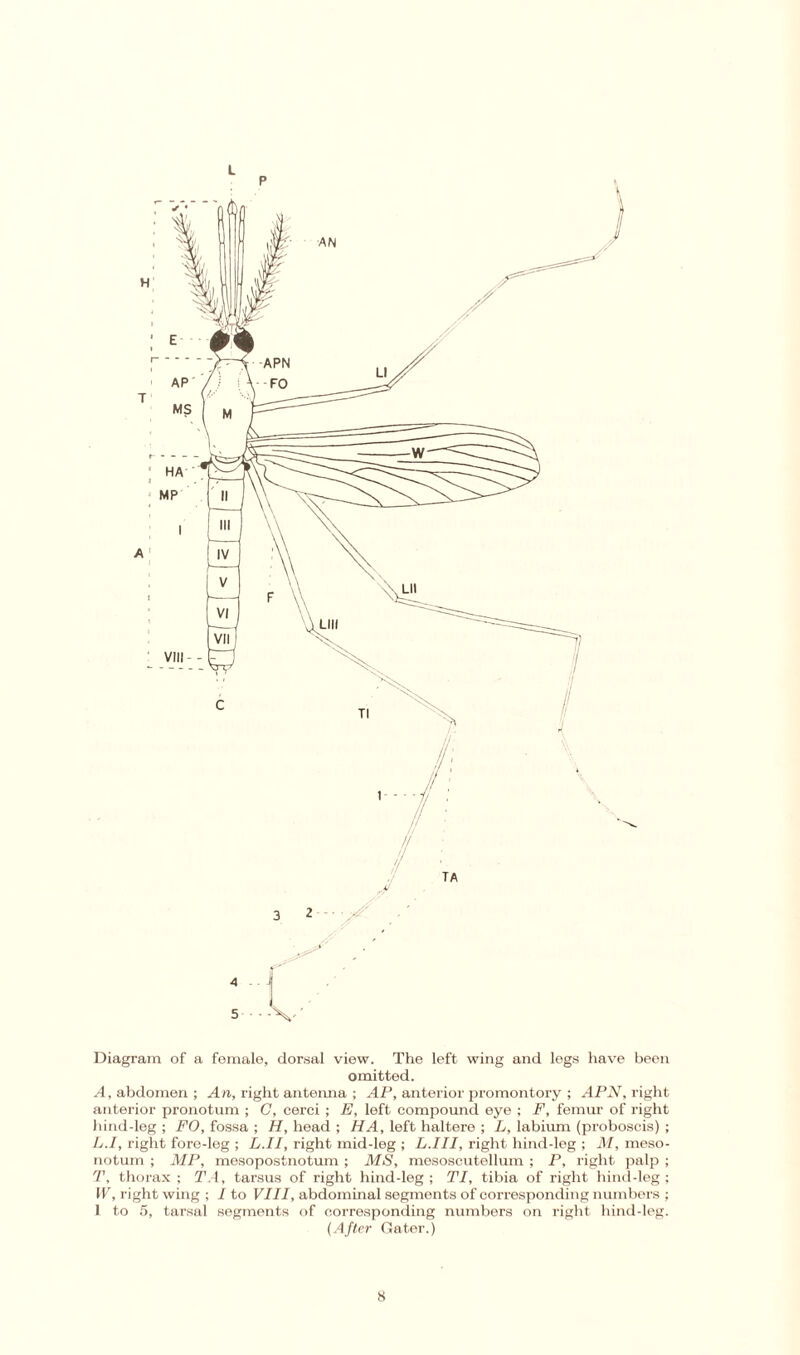 Diagram of a female, dorsal view. The left wing and legs have been omitted. A, abdomen ; An, right antenna ; AP, anterior promontory ; APN, right anterior pronotum ; C, cerci ; E, left compound eye ; F, femur of right hind-leg ; FO, fossa ; H, head ; HA, left haltere ; L, labium (proboscis) ; L.I, right foro-leg ; L.II, right mid-leg ; L.III, right hind-leg ; M, meso- notum ; MP, mesopostnotum ; MS, mesoscutellum ; P, right palp ; T, thorax ; T.4, tarsus of right hind-leg ; TI, tibia of right hind-leg ; IT, right wing ; I to VIII, abdominal segments of corresponding numbers ; 1 to 5, tarsal segments of corresponding numbers on right hind-leg. (After Gater.)