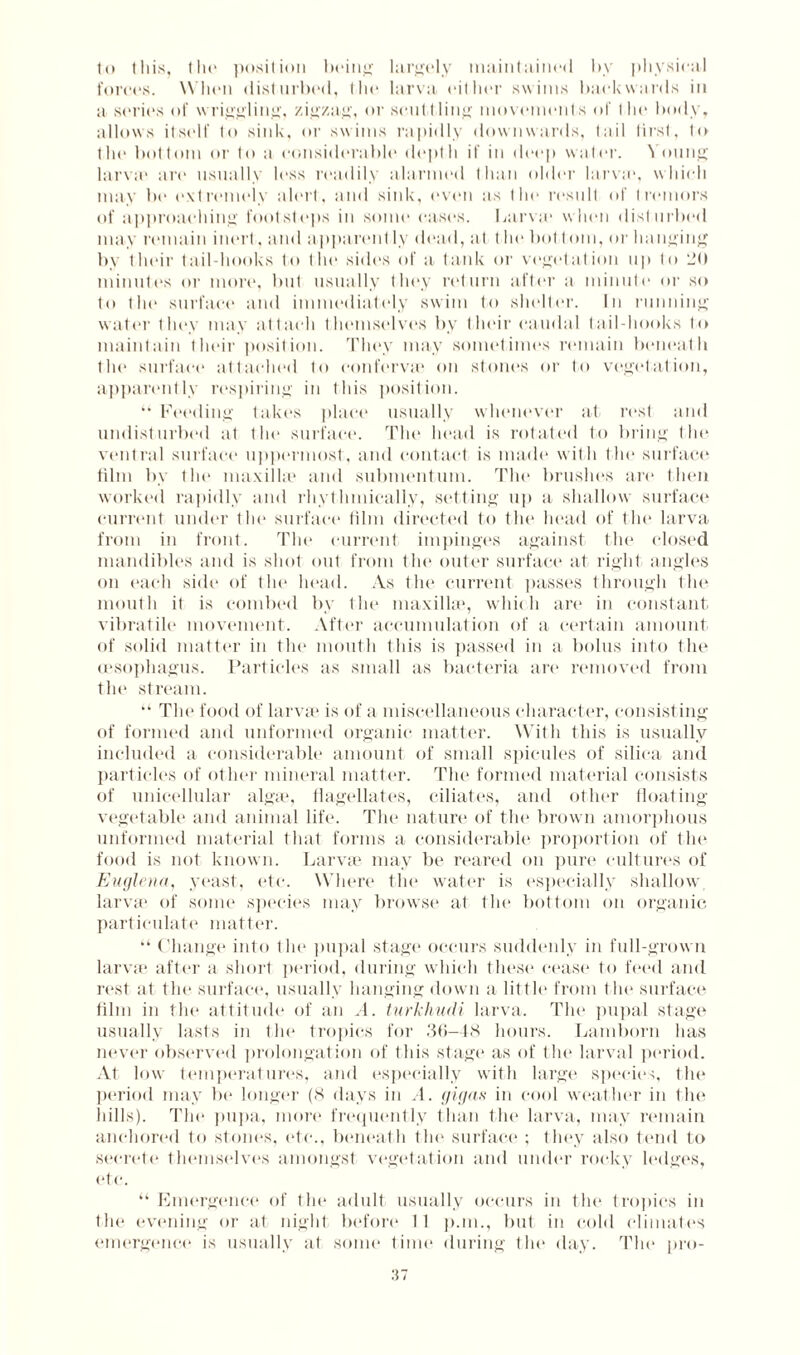 to this, the position being largely maintained by physical forces. When (listurinal, the larva either swims backwards in a series of w riggling, zigzag, or scuttling movements of t he body, allows itself to sink, or swims rapidly downwards, tail tirst, to the bottom or to a considerable depth if in deep water. Young larva* arc usually less readily alarmed than older larva*, which may be extremely alert, and sink, even as the result of tremors of approaching footsteps in some cases. Larva* when dist urbed may remain inert. and apparent ly dead, at t lie bol tom, or hanging by their tail-books to tin* sides of a tank or vegetation up to 20 minutes or more, but usually they return after a minute* or so to the surface and immediately swim to shelter. In running water they may attach themselves by their caudal tail-hooks to maintain their position. They may sometimes remain beneath tin* surface attached to confervas on stones or to vegetation, apparently respiring in this position. “ Feeding takes place usually whenever at rest and undisturbed at the surface. The head is rotated to bring the ventral surface uppermost, and contact is made with the surface film by the maxilla* and submentum. The brushes art* then worked rapidly and rhythmically, setting up a shallow surface current under the surface film directed to the head of the larva from in front. The current impinges against the closed mandibles and is shot out from the outer surface at right angles on each side of the head. As the current passes through the mouth it is combed by the maxilla*, which are in constant vibratile movement. After accumulation of a certain amount of solid matter in the mouth this is passed in a bolus into the oesophagus. Particles as small as bacteria are removed from tin* stream. “ Tin* food of larvae is of a miscellaneous character, consisting of formed and unformed organic matter. With this is usually included a considerable amount of small spicules of silica and particles of other mineral matter. The formed material consists of unicellular alga*, flagellates, ciliates, and other floating vegetable and animal life. The nature of the brown amorphous unformed material that forms a considerable proportion of the food is not known. Larva* may be reared on pure cultures of Euglena, yeast, etc. Where the water is especially shallow larva* of some species may browse at the bottom on organic particulate matter. “ Change into tin* pupal stage occurs suddenly in full-grown larva* after a short period, during which these cease to feed and rest at the surface, usually hanging down a little from 1 he surface film in the attitude of an A. turkhudi larva. Tin* pupal stage usually lasts in the tropics for 36-48 hours. Lamborn has never observed prolongation of this stage as of the larval period. At low temperatures, and especially with large species, the period may be longer (8 days in A. gigas in cool weather in the hills). The pupa, more frequently than the larva, may remain anchored to stones, etc., beneath tin* surface ; they also tend to secrete themselves amongst vegetation and under rocky ledges, etc. “ Emergence of the adult usually occurs in the tropics in the evening or at night before 11 p.m., but in cold climates emergence is usually at some time during the day. The pro-