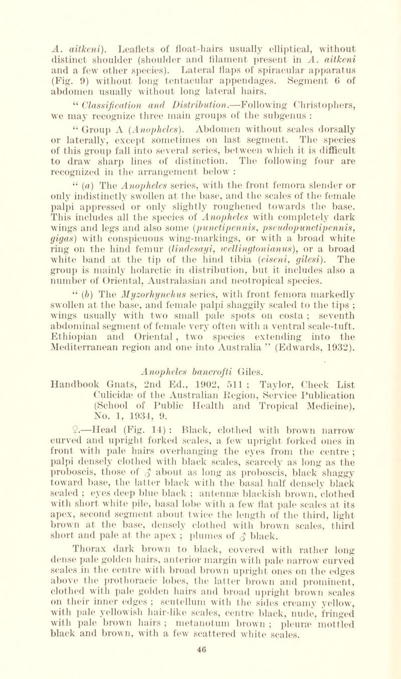 A. aitkeni). Leaflets of float-hairs usually elliptical, without distinct shoulder (shoulder and filament present in A. aitkeni and a few other species). Lateral flaps of spiracular apparatus (Fig. 9) without long tentacular appendages. Segment 9 of abdomen usually without long lateral hairs. “ Classification and Distribution.—Following Christophers, we may recognize three main groups of the subgenus : “ Group A (Anopheles). Abdomen without scales dorsally or laterally, except sometimes on last segment. The species of this group fall into several series, between which it is difficult to draw sharp lines of distinction. The following four are recognized in the arrangement below : “ (a) The Anopheles series, with the front femora slender or only indistinctly swollen at the base, and the scales of the female palpi appressed or only slightly roughened towards the base. This includes all the species of Anopheles with completely dark wings and legs and also some (punctipennis, pseudopunctipennis, gigas) with conspicuous wing-markings, or with a broad white ring on the hind femur (lindesayi, wellingtonianus), or a broad white band at the tip of the hind tibia (eiseni, gilesi). The group is mainly holarctic in distribution, but it includes also a number of Oriental, Australasian and neotropical species. “ (b) The Myzorhynchus series, with front femora markedly swollen at the base, and female palpi shaggily scaled to the tips ; wings usually with two small pale spots on costa ; seventh abdominal segment of female very often wit h a ventral scale-tuft. Ethiopian and Oriental, two species extending into the Mediterranean region and one into Australia ” (Edwards, 1932). Anopheles bancrofti Giles. Handbook Gnats, 2nd Ed., 1902, 511; Taylor, Check List Culicidae of the Australian Legion, Service Publication (School of Public Health and Tropical Medicine), No. 1, 1934, 9. ‘2.—Head (Fig. 14) : Black, clothed with brown narrow curved and upright forked scales, a few upright forked ones in front with pale hairs overhanging the eyes from the centre ; palpi densely clothed with black scales, scarcely as long as the proboscis, those of about as long as proboscis, black shaggy toward base, the latter black with the basal half densely black scaled ; eyes deep blue black ; antennae blackish brown, clothed with short white pile, basal lobe with a few flat pale scales at its apex, second segment about twice the length of the third, light brown at the base, densely clothed with brown scales, third short and pale at the apex ; plumes of $ black. Thorax dark brown to black, covered with rather long dense pale golden hairs, anterior margin with pale narrow curved scales in the centre with broad brown upright ones on the edges above the prothoracic lobes, the latter brown and prominent, clothed with pale golden hairs and broad upright brown scales on their inner edges; scutellum with the sides creamy yellow, with pale yellowish hair-like scales, centre black, nude, fringed with pale brown hairs; metanotum brown; pleurae mottled black and brown, with a few scattered white scales.