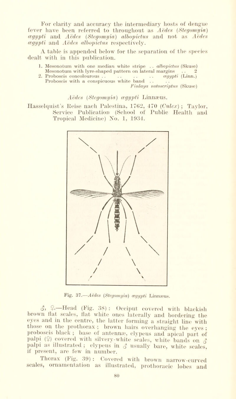 For clarity and accuracy the intermediary hosts of dengue fever have been referred to throughout as A'edes (Stegomyia) cegypti and A'edes (Stegomyia) albopictus and not as A'edes cegypti and A'edes albopictus respectively. A table is appended below for the separation of the species dealt with in this publication. 1. Mesonotum with one median white stripe . . albopictus (Skuse) Mesonotum with lyre-shaped pattern on lateral margins . . 2 2. Proboscis concolourous . . . . . . . . cegypti (Linn.) Proboscis with a conspicuous white band Finlaya notoscriptus (Skuse) A'edes (Stegomyia) cegypti Linnaeus. Hasselquist’s lici.se nach Palestina, 1762, 470 (Culex) ; Taylor, Service Publication (School of Public Health and Tropical Medicine) No. 1, 1934. Fig. 37.—Aedes (Stegomyia) cegypti Linnaeus. c?> $•—Head (Pig. 38): Occiput covered with blackish brown Hat scales, flat white ones laterally and bordering the eyes and in the centre, the hitter forming a straight line with those on the prothorax ; brown hairs overhanging the eyes ; proboscis black ; base of antennae, clypeus and apical part of palpi (?) covered with silvery-white scales, white bands on $ palpi as illustrated ; clypeus in $ usually bare, white scales, if present, are few in number. Thorax (Fig. 39): Covered with brown narrow-curved scales, ornamentation as illustrated, prothoracie lobes and so