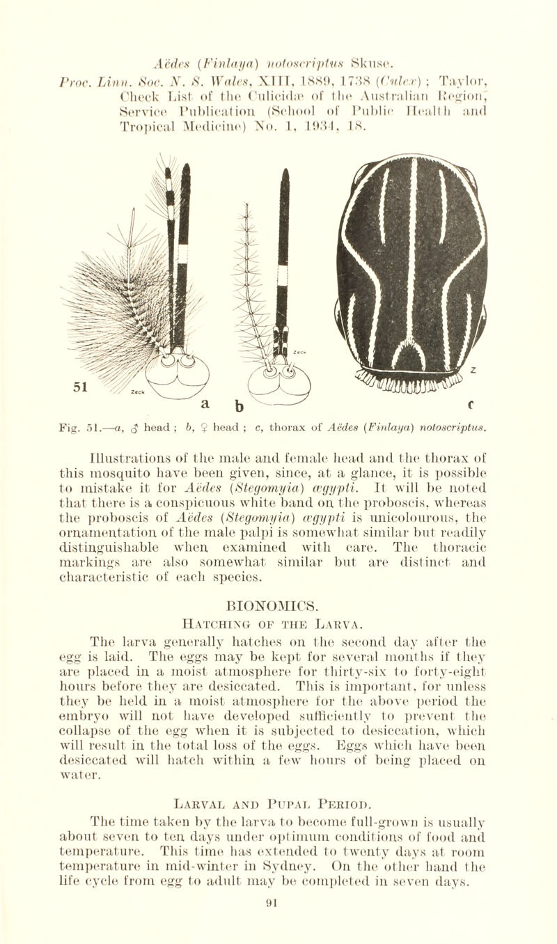 A'edcs (Finlaya) notoscriptus Skuse. Proc. Linn. Soc. N. 8. Wales, XIII, 1889, 1738 (Cnlex) ; Taylor, Check List of the Culicida1 of the Australian Region, Service Publication (School of Public1 Health and Tropical Medicine) No. 1, 1934, 18. Fig. 51.—a, S head ; b, $ head ; c, thorax of Aedes (Finlaya) notoscriptus. Illustrations of the male and female head and the thorax of this mosquito have been given, since, at a glance, it is possible to mistake it for Aedes (Stegomyia) cegypti. It will be noted that there is a conspicuous white band on the proboscis, whereas the proboscis of Aedes (Stegomyia) cegypti is unicolourous, tin* ornamentation of the male palpi is somewhat similar but readily distinguishable when examined with care. The thoracic markings are also somewhat similar but are distinct and characteristic of each species. BIONOMICS. Hatching of the Larva. The larva generally hatches on the second day after the egg is laid. The eggs may be kept for several months if they are placed in a moist atmosphere for thirty-six to forty-eight hours before they are desiccated. This is important, for unless they be held in a moist atmosphere for the above period the embryo will not have developed sufficiently to prevent the collapse of the egg when it is subjected to desiccation, which will result in the total loss of the eggs. Eggs which have been desiccated will hatch within a few hours of being placed on water. Larval and Pupal Period. The time taken by the larva to become full-grown is usually about seven to ten days under optimum conditions of food and temperature. This time has extended to twenty days at room temperature in mid-winter in Sydney. On the other hand the life cycle from egg to adult may be completed in seven days.