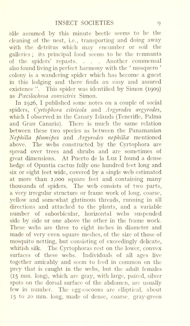 rôle assumed by this minute beetle seems to be the cleaning of the nest, i.c., transporting and doing away with the detritus which may encumber or soil the galleries ; its principal food seems to be the remnants of the spiders’ repasts. . . . Another commensal also found living in perfect harmony with the ‘ mosquero ’ colony is a wandering spider which has become a guest in this lodging and there finds an easy and assured existence This spider was identified by Simon (1909) as PcecilocJiroa convictrix Simon. In 1926, I published some notes on a couple of social spiders, Cyrtophora citricola and Argyrodes argyrodes, which I observed in the Canary Islands (Teneriffe, Palma and Gran Canaria). There is much the same relation between these two species as between the Panamanian Nephilla plumipes and Argyrodes nephillcB mentioned above. The webs constructed by the Cyrtophora are spread over trees and shrubs and are sometimes of great dimensions. At Puerto de la Luz I found a dense hedge of Opuntia cactus fully one hundred feet long and six or eight feet wide, covered by a single web estimated at more than 1,000 square feet and containing many thousands of spiders. The web consists of two parts, a very irregular structure or frame work of long, coarse, yellow and somewhat glutinous threads, running in all directions and attached to the plants, and a variable number of suborbicular, horizontal webs suspended side by side or one above the other in the frame work. These webs are three to eight inches in diameter and made of very even square meshes, of the size of those of mosquito netting, but consisting of exceedingly delicate, whitish silk. The Cyrtophoras rest on the lower, convex surfaces of these webs. Individuals of all ages live together amicably and seem to feed in common on the prey that is caught in the webs, but the adult females (15 mm. long), which are gray, with large, paired, silver spots on the dorsal surface of the abdomen, are usually few in number. The egg-cocoons are elliptical, about 15 to 20 mm. long, made of dense, coarse, gray-green