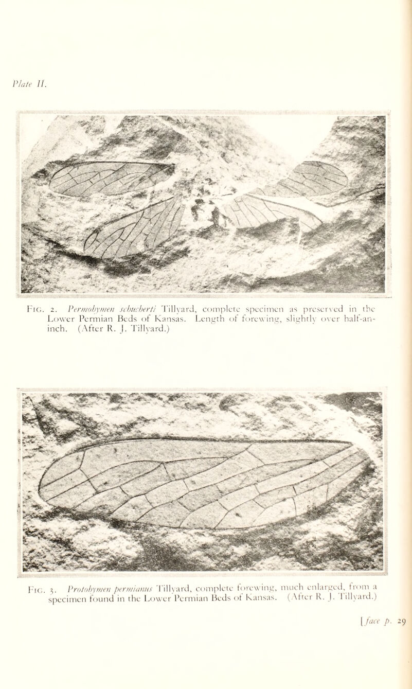 'ic;. 2. Peniiobyiiieii sehucherti 'I'illvarJ, complete specimen as preser\ed in the Lower I’ermiati Heds of Kansas. Lenuth ot iorew intr, sliethrlv o\ er halt-an- inch. (,\ftcr R. |. 'rillyard.) I k;. V Priil'.ih'i'iiien jieniiidmis I'llKaixl, complete torew inu, mnch enlareted, trom a s]->ccimen found in the l.ower IVrmian Reds of Kansas, (.\lter R. I. I ilKarel.) 1,/>■ “9