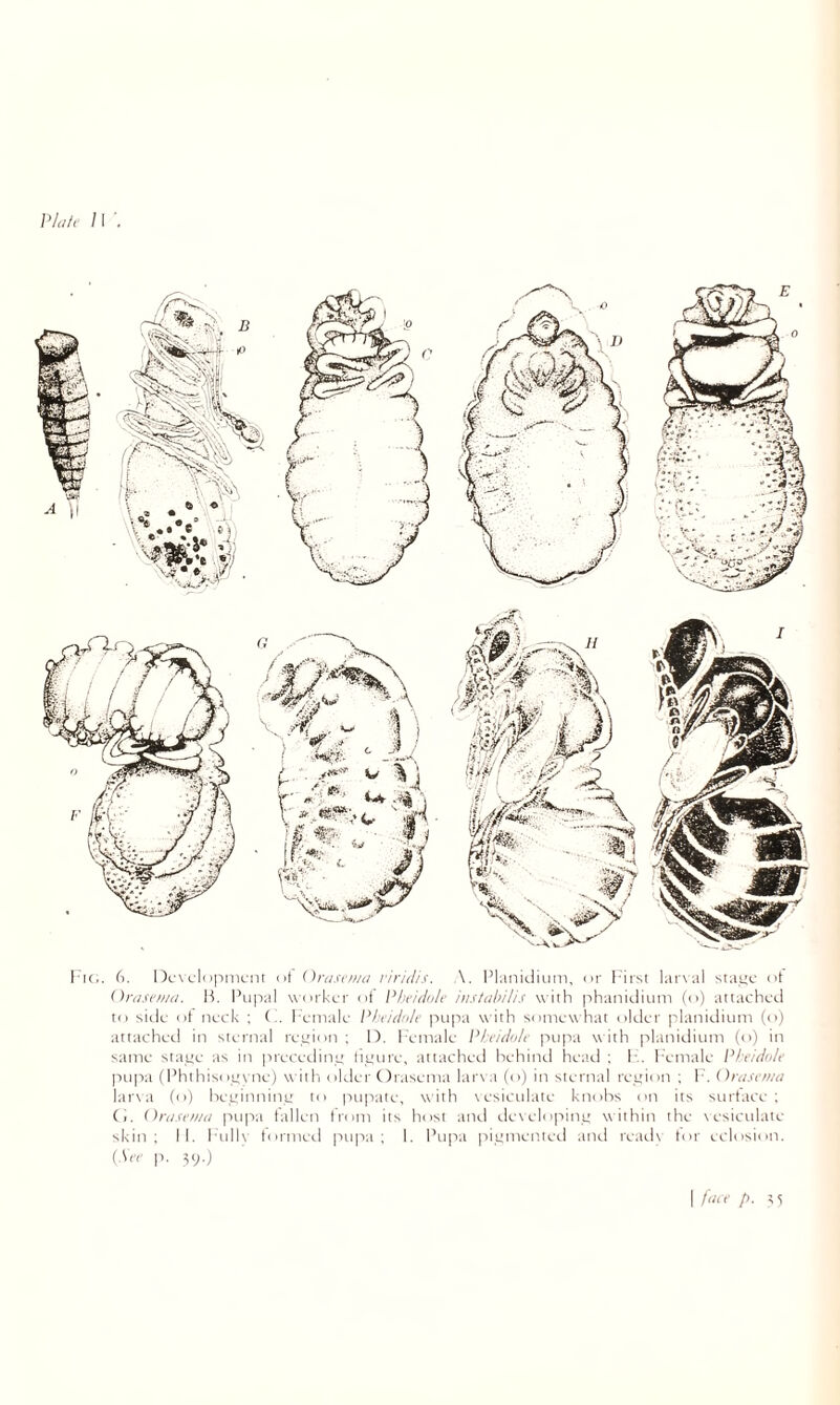 6. 1 )l'\LldpiiiL-iii (it Orci.uiiiii v'lr'idis. \. Pl;ini(.liuin, nr l-'iist hir\ ;il siayc ct Onisi-iini. H. I’Lipiil \\ (irl<L'r i it I'ln'iilalf iiixtûh/lis with phaniclimn (o) attached til side (it neck ; (-. l enialc Phtidnh' ptipa with sinnewhar tilder planidiutii (o) attache(.l in sicnitil rep'iim; 1). I enitilc Vbi'ididt ptipa with planitlinni (n) in same sta^e as in prece(.liim tiutirc, tutachctl lichind heatl ; It. 1-emale Phtidtdf pupa ( I’hthisi il:\ne) willt ultler Orascmti laiwa (n) in stenitil reuiiin ; 1'. OrnsfWii laiwa (( i) hecinninc' tn pupate, with \csiculate ktmbs nn its stirtticc ; (i. OriisfiHd ptipa tallcn trinii its bust anti detcliipiiiL; within the \ esictilate skin; II. liilK iiirmctl pupa; I. I’tipa piitmcntctl ;tnd reatK tiif eclusidn. (,Wr p. v;-) I /(■(• /).