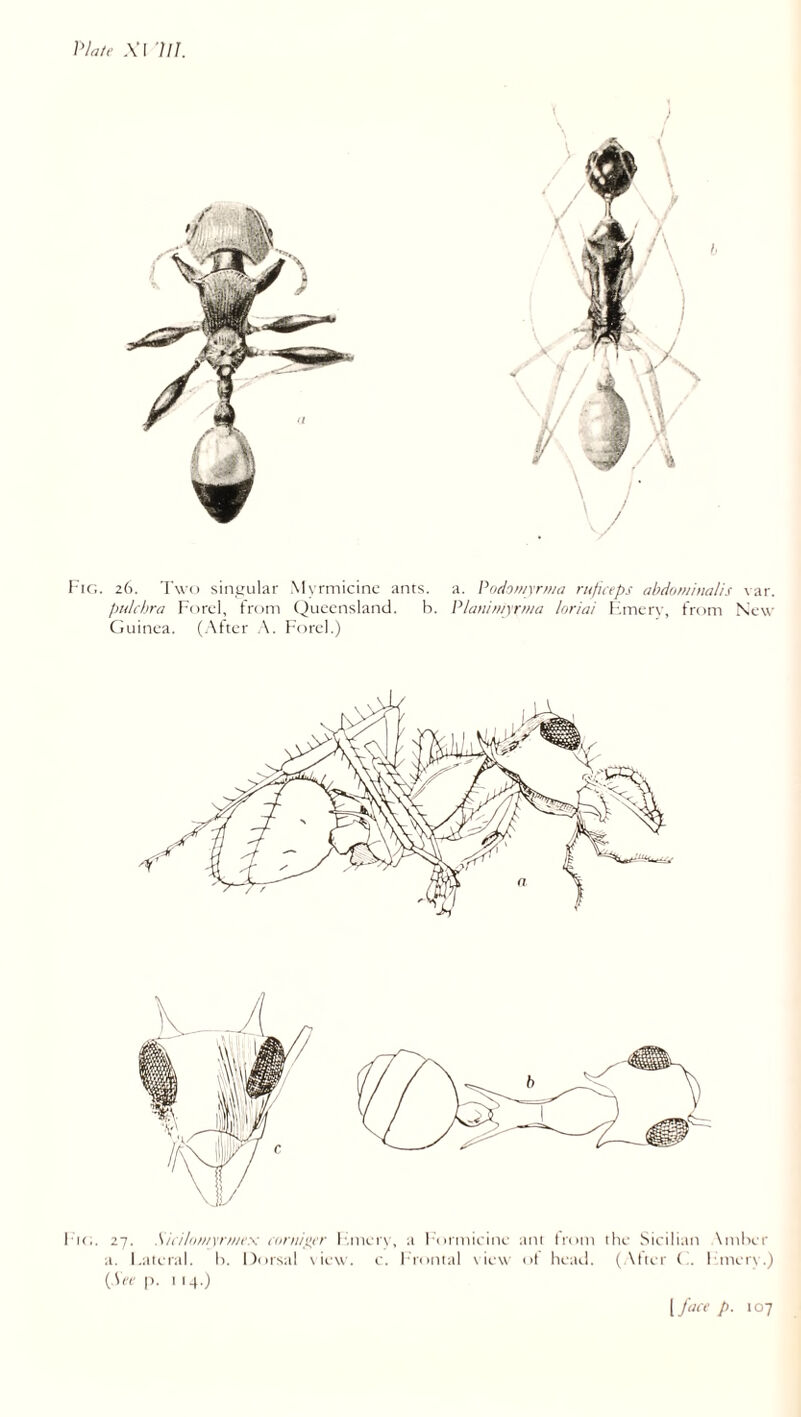 Vhite .VI 'III. I-'ic;. 26. Two sintiLilar Myrmicinc ants. a. Pridomyni/a ruficeps abdonihialis var. pulcbra Ford, from (Queensland. b. P/animyrma loriai Hmerv, from New Guinea, (.\fter .\. Forel.) I'K.. 27. Mi/l(i///yr>//c\ mniiiii'r l',mer\, a l ormieine am Irom the Sieili.in \ml>er a. I.aieral. b. Dorsal \ iew. e. Irontal view ol heail. (.\lier (f linerv.) ( Wr |). I 14.) [fuct p. 107