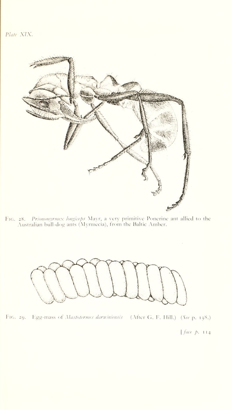 /’/,;/,• .\7.V. Ik,. ;S. VridHuiiiyrnivs /w/V(/).r \l;i\r, a \civ priniiri\c Poncrinc ant allied \ustralian bull-i.liiLr ants (M\rmecia), trimi the Maliic Anilx-r. to the . 13.S,)