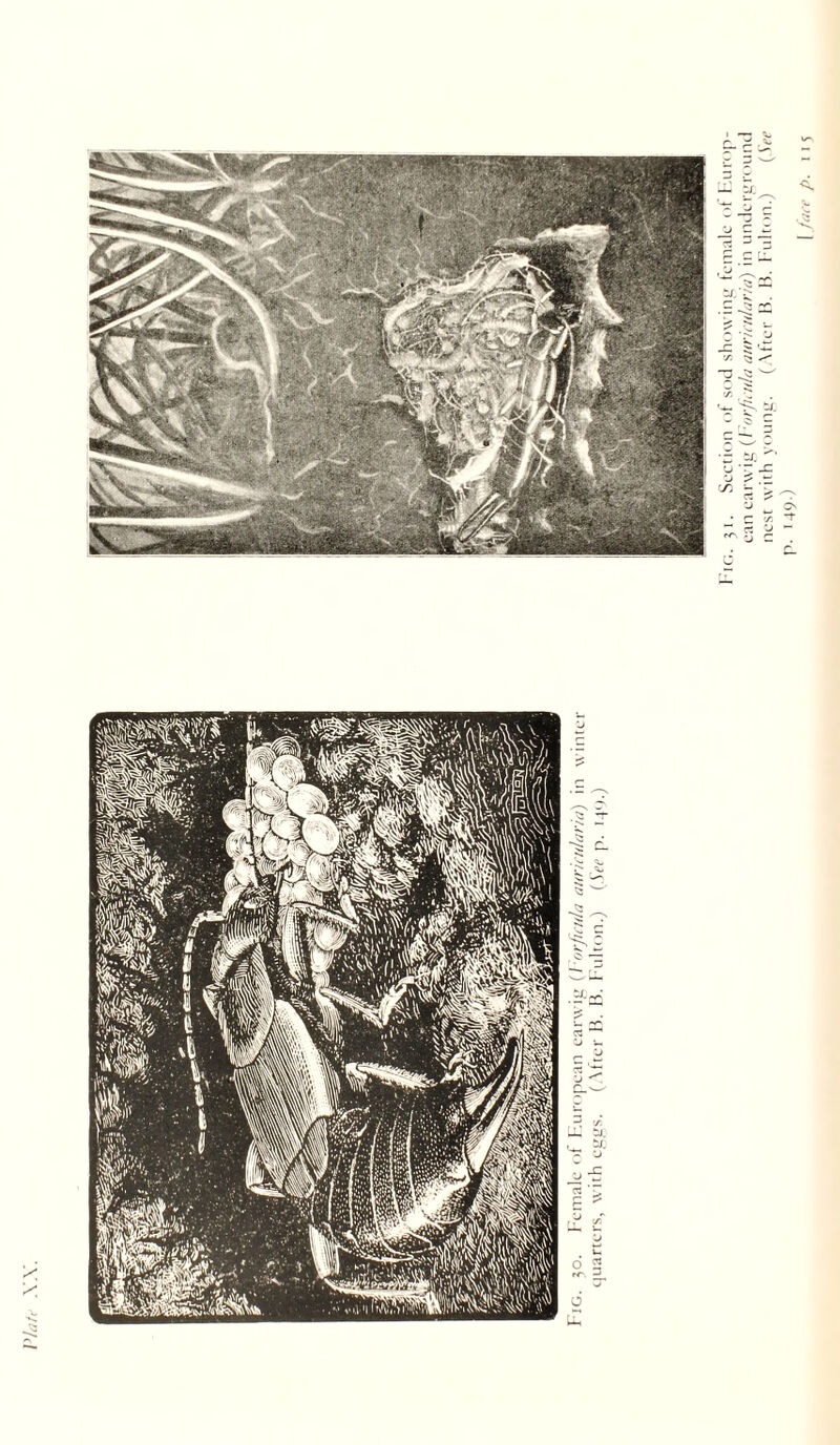 PL; \.\. Section ot sod showintt tcni.ilc ot luirop- can carwiu {l'nrLula aurii uLuwi) in nndcrL;n)uni.l nesr with voiiiil.'. ( Vticr Ih H. l'iilton.) (dec p. uy.)