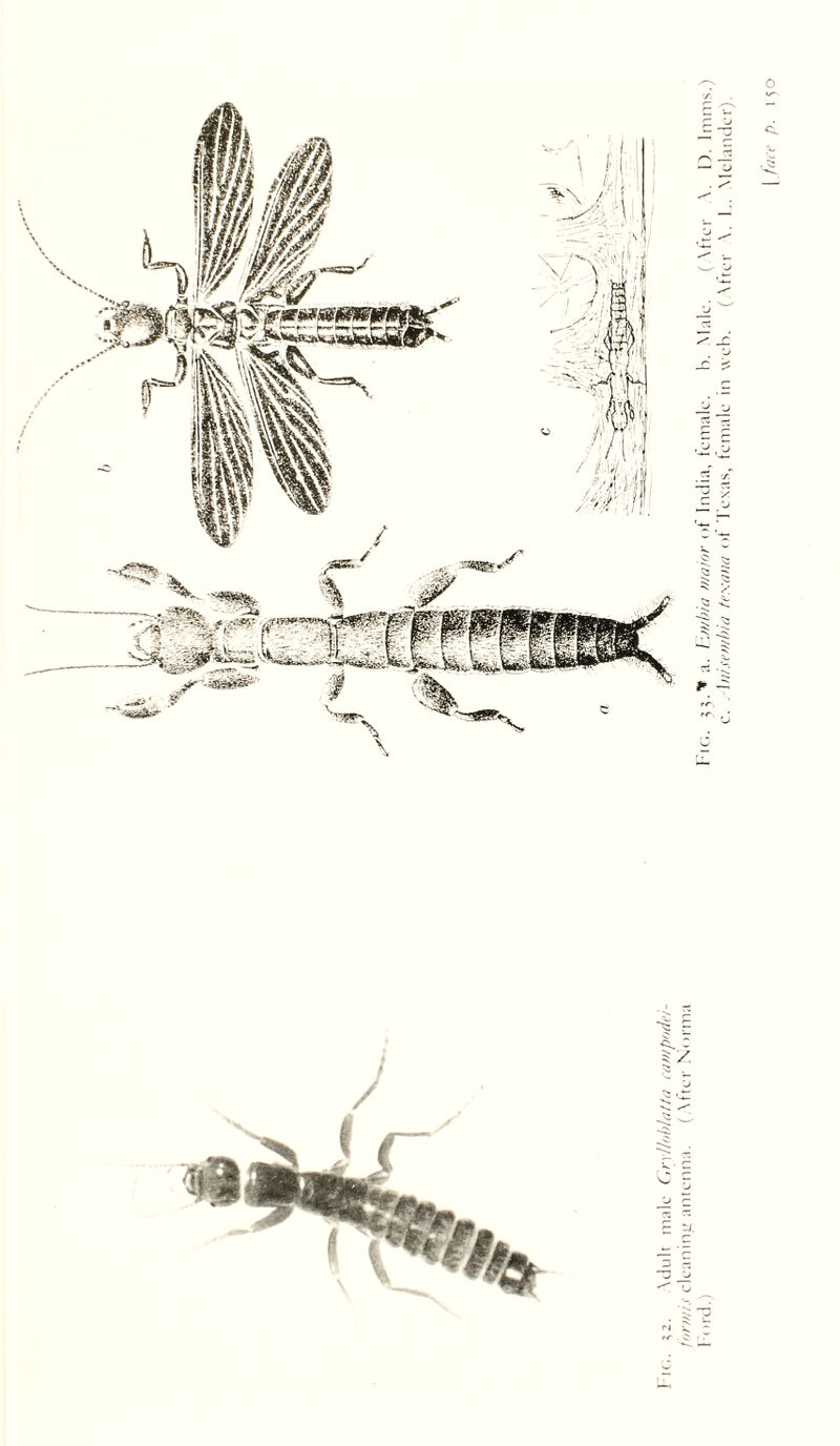 l'ic;. ^3.'*a. I yul>/û Wû/or lA India, tcmalc. h. Male. ( \hei' \. 1). Imnis.) c. . \iii.ff///hiii texaiui ot l'exas, temale in \veh. ( \fter \. !.. Mclander).