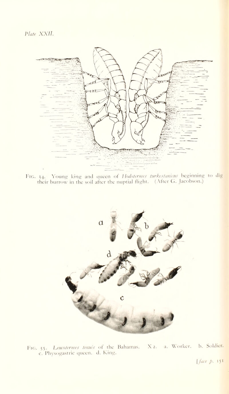 Vlale XXII. 1-iG. ?>4. ^ (ninu; and tiuccn oi: \ [iKhtievnivs turkiStiUiHHS hcuinninu their hiirntw in the soil after the nuptial flight. ( \tter Cj. Jacobson.) to ditî i ) 'k.. ^5. Iof iIk- X a. a. \\<ii-ki.r. h. Solilicr. i'. I’lu'M'nasi l ie i|iii-cn. il. kiiiL;.