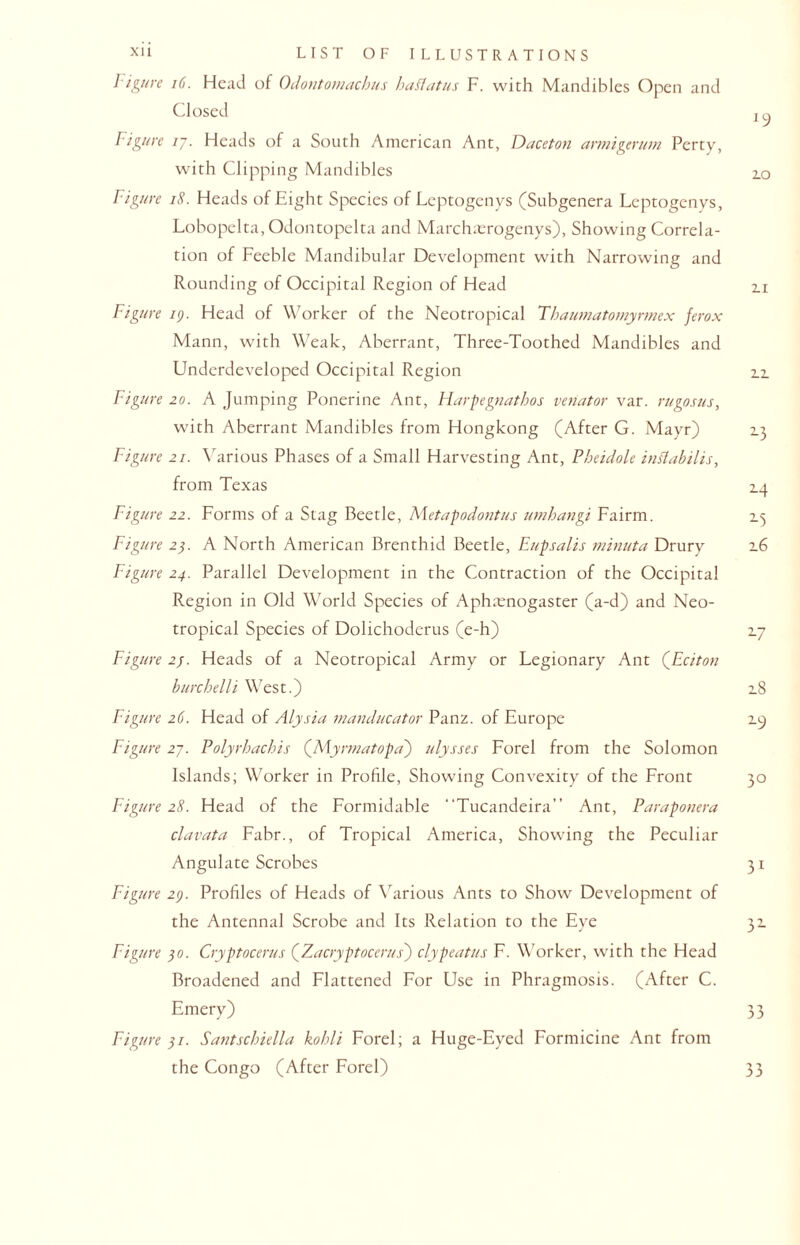 figure 16. Head of Odontomacbus baflatus F. with Mandibles Open and Closed 2 ^ Figure 17. Heads of a South American Ant, Daceton armigerum Perty, with Clipping Mandibles 2.0 Figure 18. Heads of Eight Species of Leptogenys (Subgenera Leptogenys, Lobopelta,Odontopelta and Marchaerogenys), Showing Correla¬ tion of Feeble Mandibular Development with Narrowing and Rounding of Occipital Region of Head zi Figure i). Head of Worker of the Neotropical Tbaumatomyrmex ferox Mann, with Weak, Aberrant, Three-Toothed Mandibles and Underdeveloped Occipital Region zi Figure 20. A Jumping Ponerine Ant, Flarpegnatbos Venator var. rugosus, with Aberrant Mandibles from Hongkong (After G. Mayr) 13 Figure 21. Various Phases of a Small Harvesting Ant, Pbeidole inHabilis, from Texas 14 Figure 22. Forms of a Stag Beetle, Metapodontus umbangi Fairm. 15 Figure 2A North American Brenthid Beetle, Eupsalis minuta Drury z6 Figure 24. Parallel Development in the Contraction of the Occipital Region in Old World Species of Aphcenogaster (a-d) and Neo¬ tropical Species of Dolichoderus (e-h) 2.7 Figure 2j. Heads of a Neotropical Army or Legionary Ant (Eciton burcbelli West.) 18 Figure 26. Head of Alysia manducator Panz. of Europe Z9 Figure 27. Polyrbacbis (Myrmatopa) ulysses Forel from the Solomon Islands; Worker in Profile, Showing Convexity of the Front 30 Figure 28. Head of the Formidable Tucandeira” Ant, Paraponera clavata Fabr., of Tropical America, Showing the Peculiar Angulate Scrobes 31 Figure 2). Profiles of Heads of Various Ants to Show Development of the Antennal Scrobe and Its Relation to the Eye 31 Figure 30. Cryptocerus (Zacryptocerus) clypeatus F. Worker, with the Head Broadened and Flattened For Use in Phragmosis. (After C. Emery) 33 Figure 3/. Santscbiella kobli Forel; a Huge-Eyed Formicine Ant from the Congo (After Forel) 33