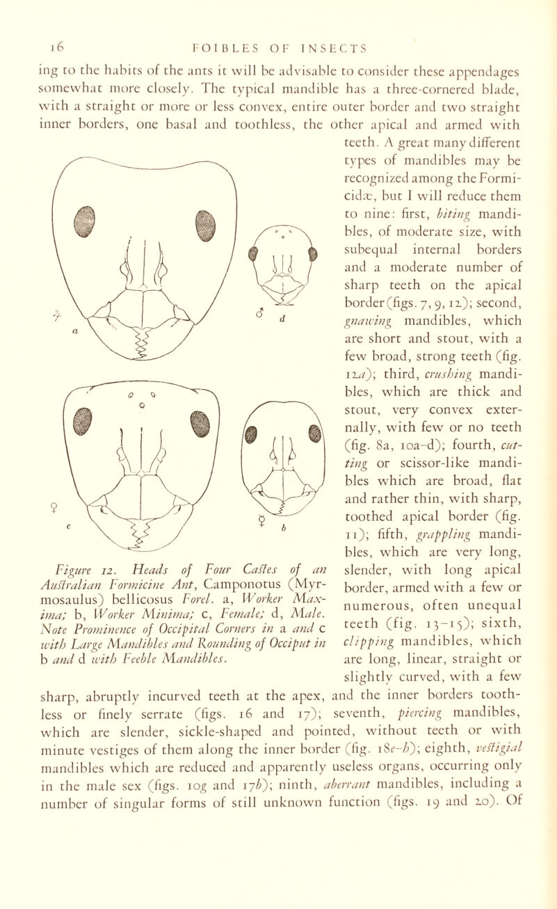 ing to the habits of the ants it will be advisable to consider these appendages somewhat more closely. The typical mandible has a three-cornered blade, with a straight or more or less convex, entire outer border and two straight inner borders, one basal and toothless, the other apical and armed with teeth. A great many different types of mandibles may be recognized among theFormi- cid.x, but I will reduce them to nine: first, biting mandi¬ bles, of moderate size, with subequal internal borders and a moderate number of sharp teeth on the apical border(figs. 7, 9, ii); second, gnawing mandibles, which are short and stout, with a few broad, strong teeth (fig. iza); third, crushing mandi¬ bles, which are thick and stout, very convex exter¬ nally, with few or no teeth (fig. 8a, ioa-d); fourth, cut¬ ting or scissor-like mandi¬ bles which are broad, flat and rather thin, with sharp, toothed apical border (fig. 11); fifth, grappling mandi¬ bles, which are very long, slender, with long apical border, armed with a few or numerous, often unequal teeth (fig. 13-15); sixth, clipping mandibles, which are long, linear, straight or slightly curved, with a few sharp, abruptly incurved teeth at the apex, and the inner borders tooth¬ less or finely serrate (figs. 16 and 17); seventh, piercing mandibles, which are slender, sickle-shaped and pointed, without teeth or with minute vestiges of them along the inner border (fig. i8r-/>); eighth, vefligial mandibles which are reduced and apparently useless organs, occurring only in the male sex (figs, tog and 17//); ninth, aberrant mandibles, including a number of singular forms of still unknown function (figs. 19 and 2.0). Of w Figure 12. Fie ads of Four Cables of an Australian Formicine Ant, Camponotus (Myr- mosaulus) bellicosus Forel. a, Worker Max¬ ima; b, Worker Minima; c, Female; d, Male. Note Prominence of Occipital Comers in a and c with Large Mandibles and Rounding of Occiput in b and d ivitb Feeble Mandibles.